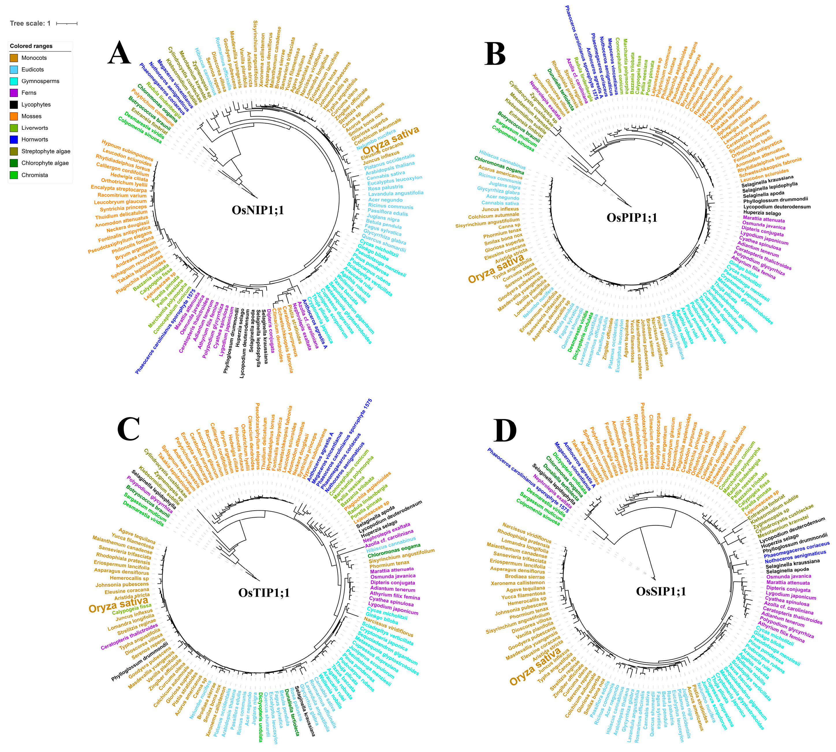 Plants 14 02035 g001