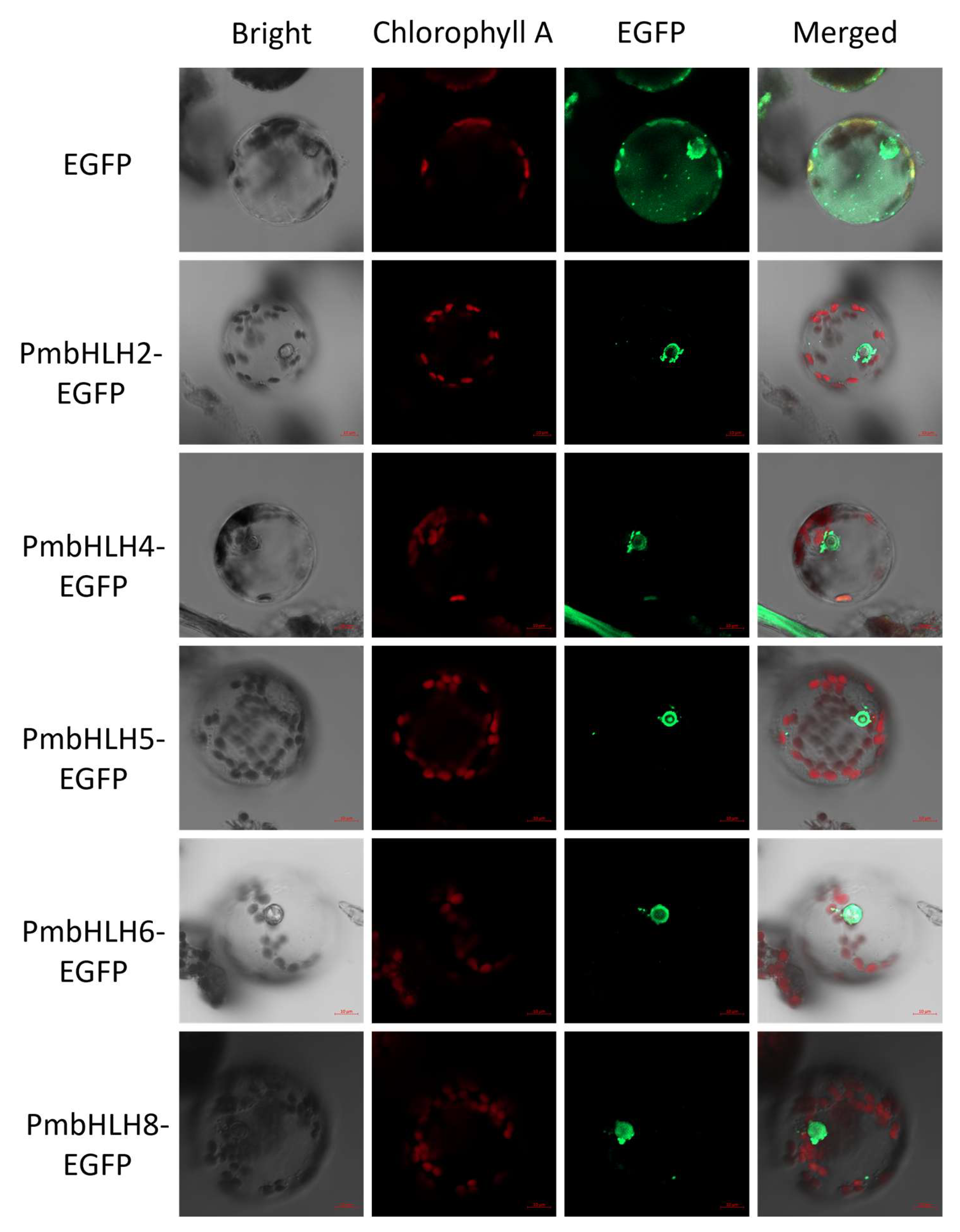 Plants 14 02038 g007