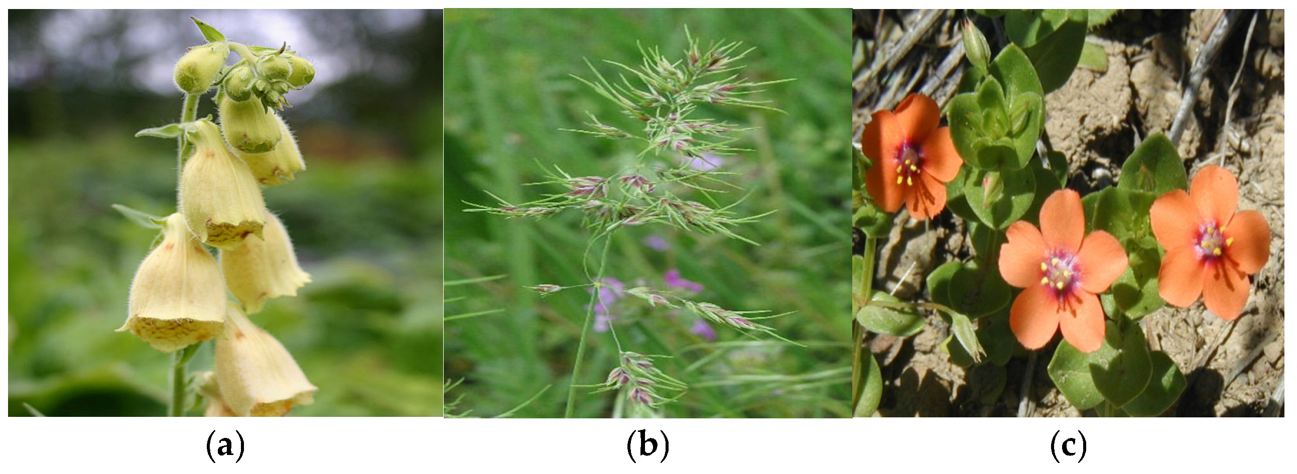 Plants 14 02056 g007