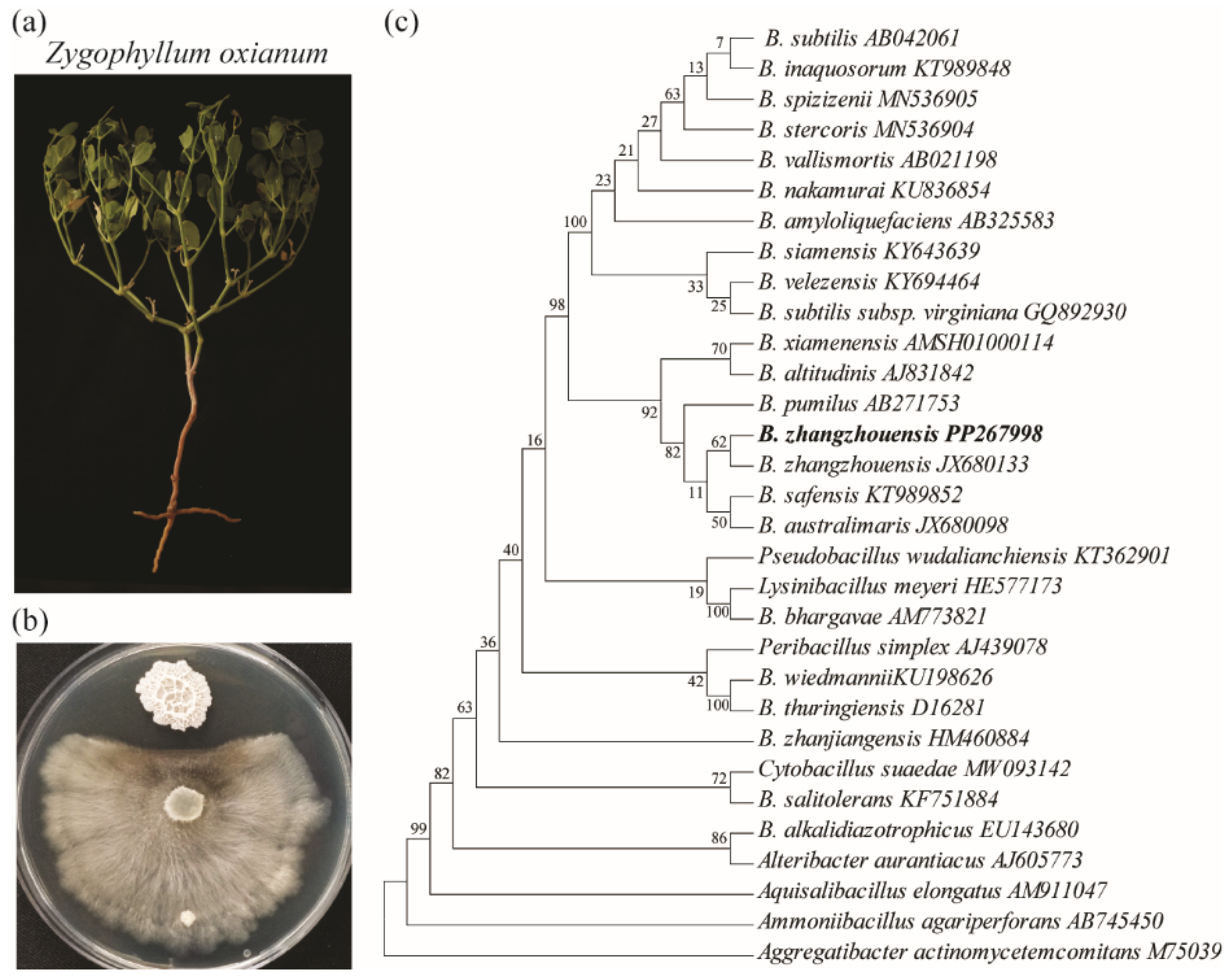 Plants 14 02058 g001