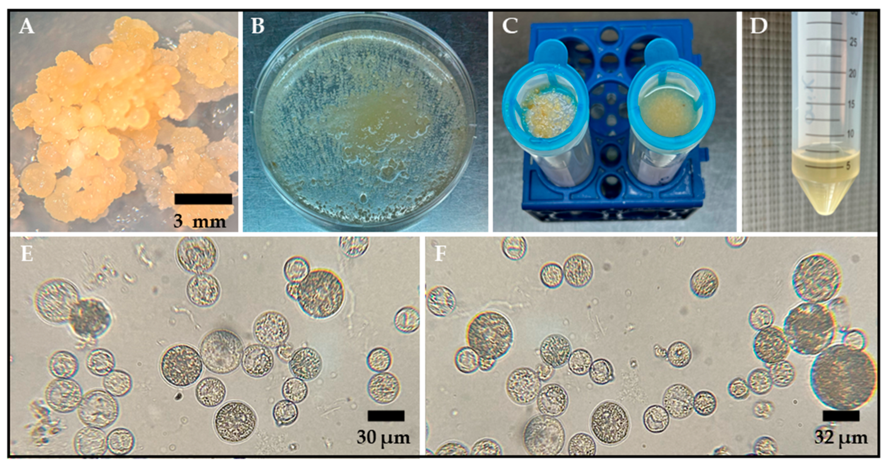 Plants 14 02059 g001