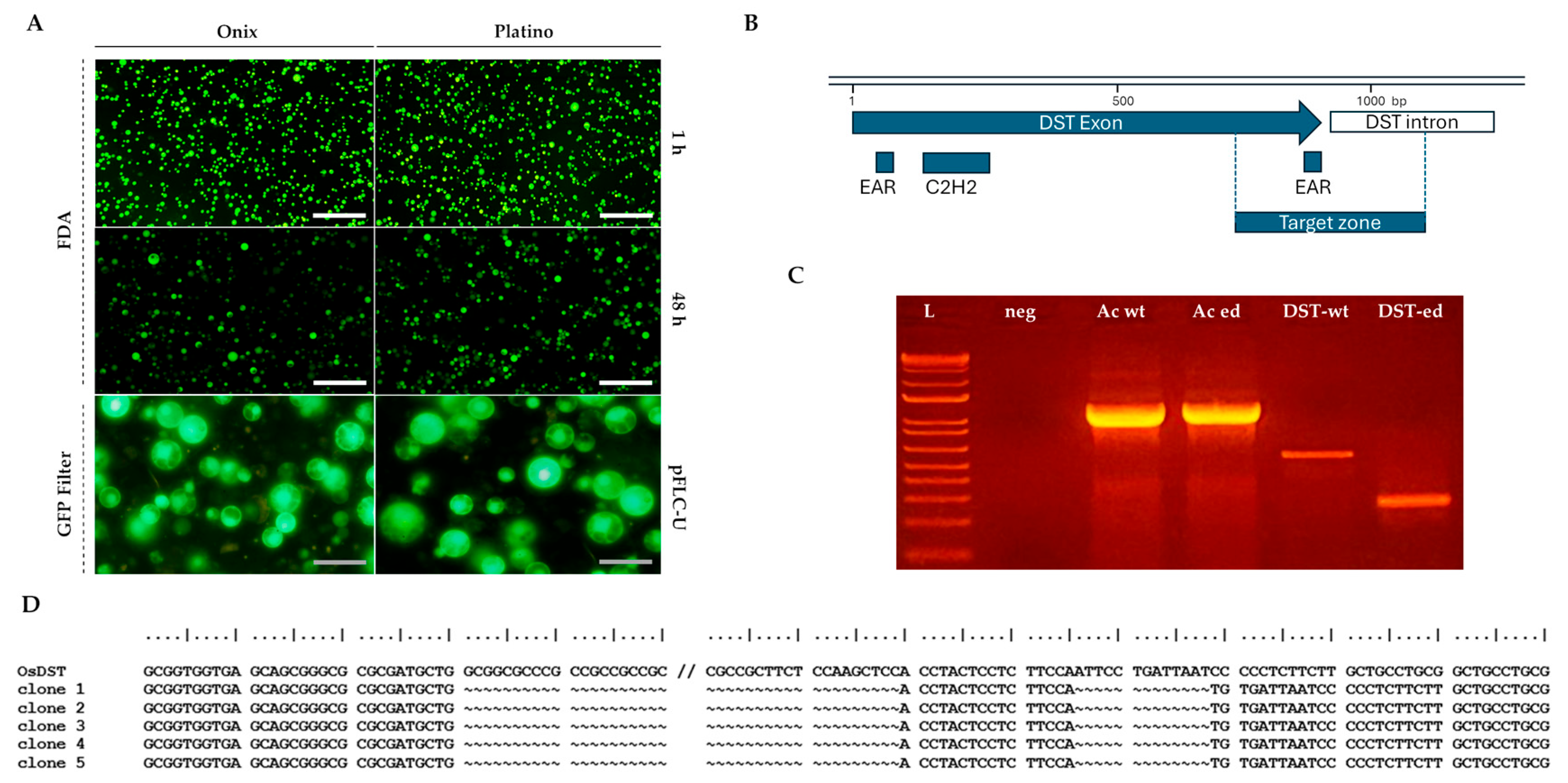 Plants 14 02059 g002
