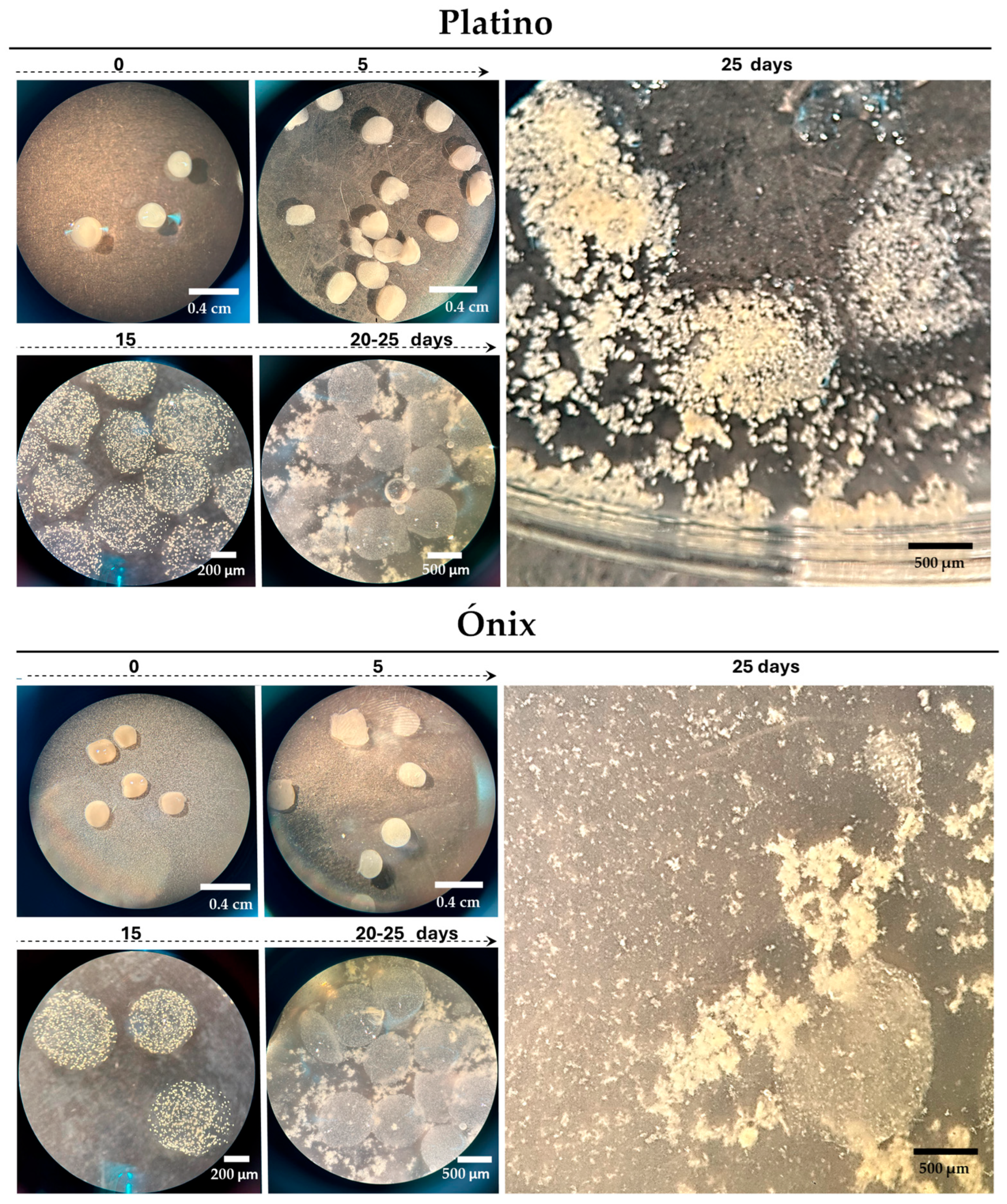 Plants 14 02059 g003