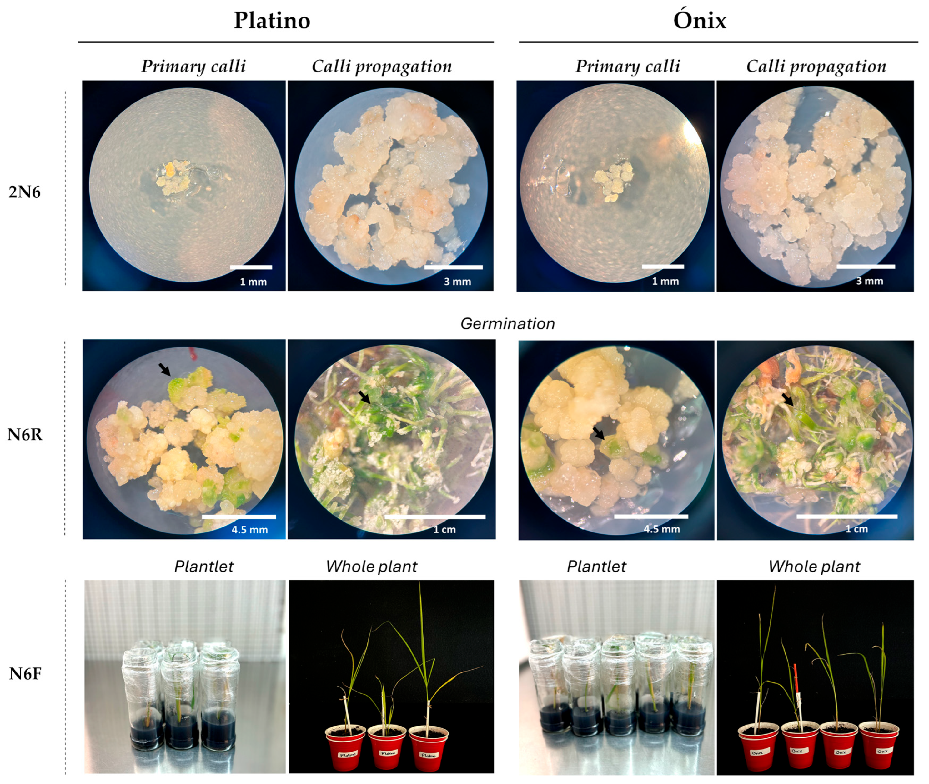 Plants 14 02059 g004