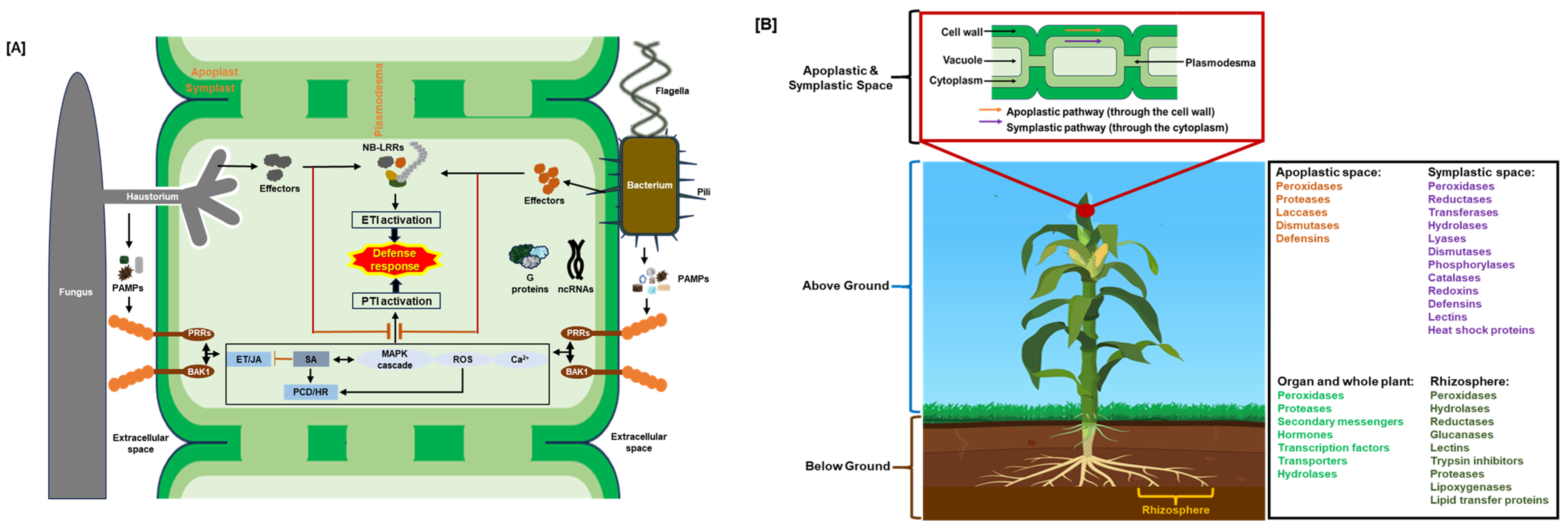 Plants 14 02069 g001