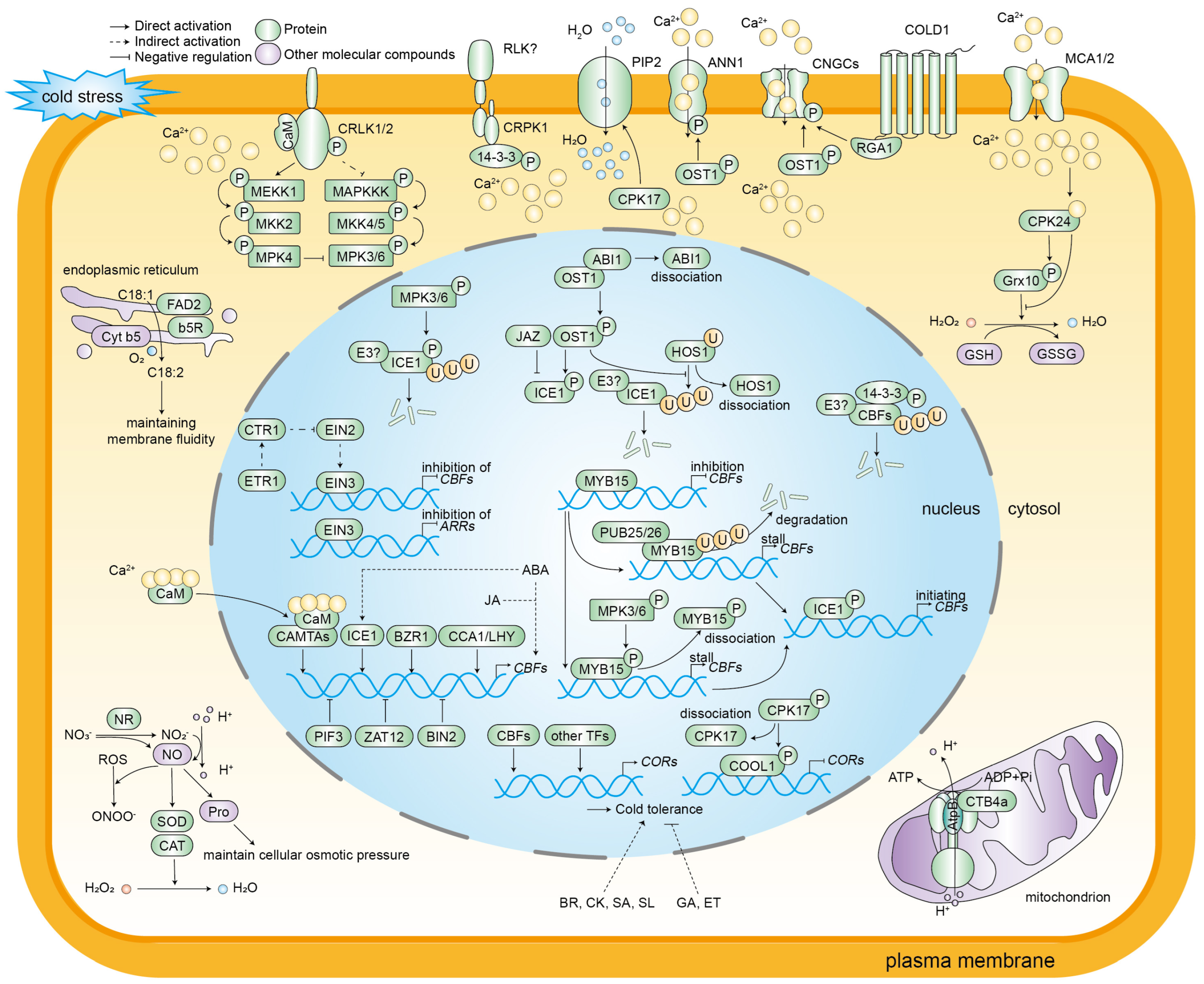 Plants 14 02073 g002