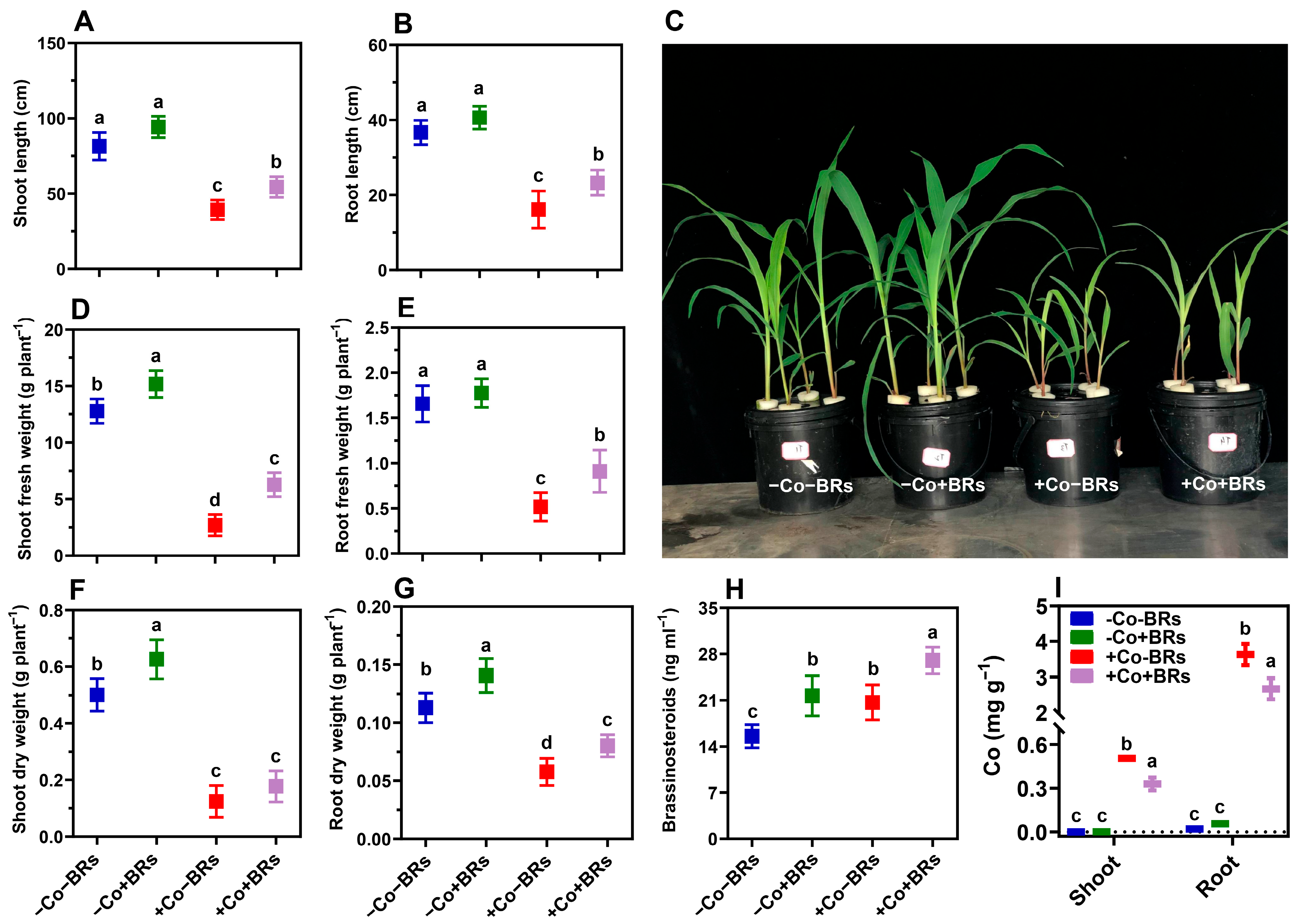 Plants 14 02076 g001