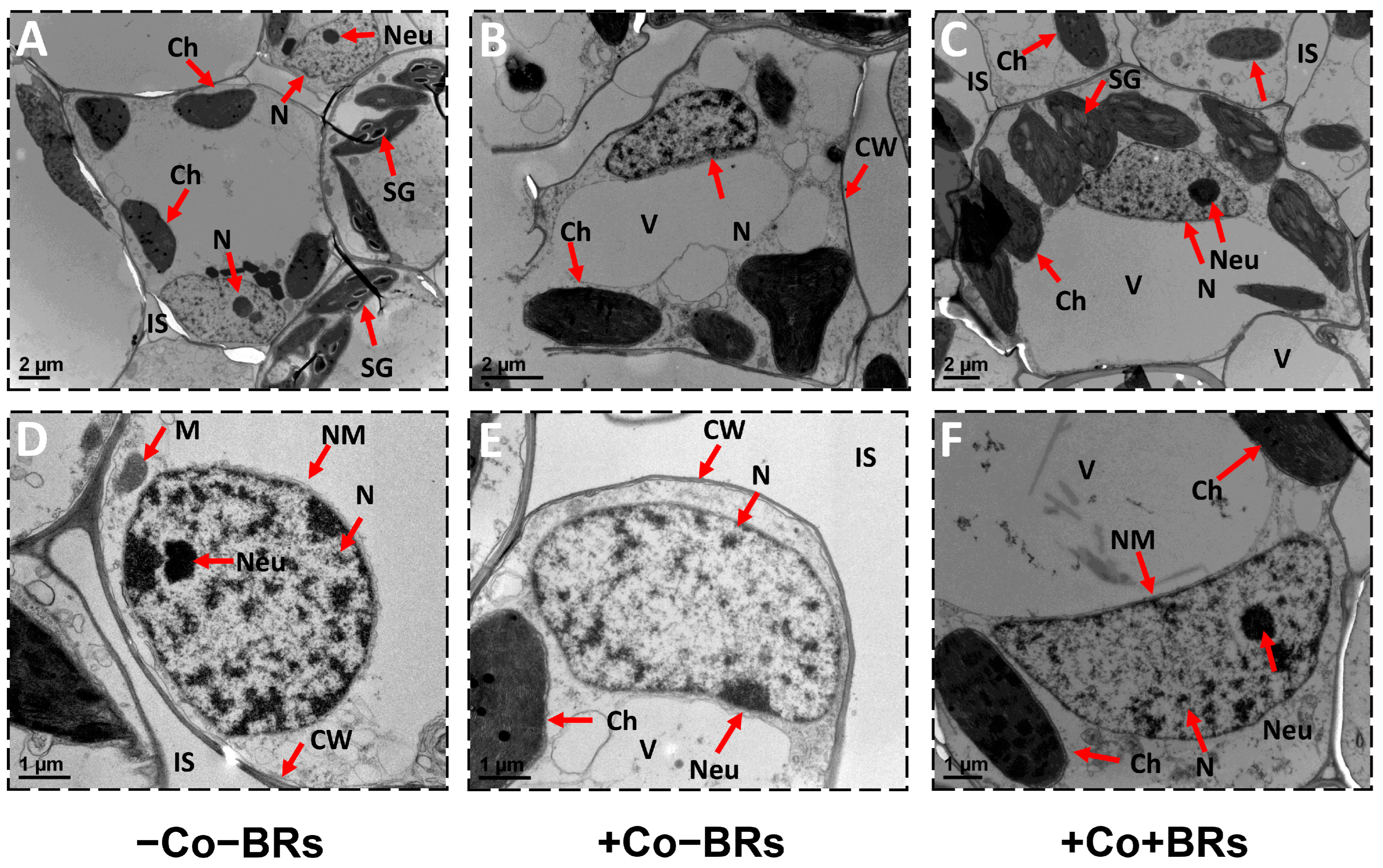 Plants 14 02076 g006