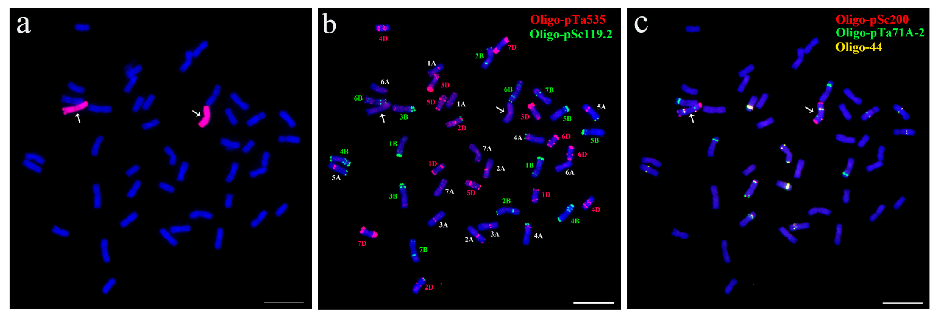 Plants 14 02077 g001