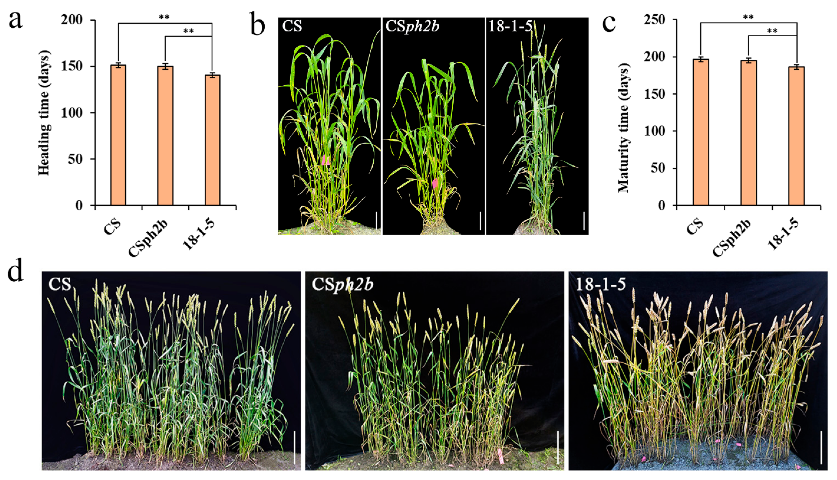 Plants 14 02077 g002