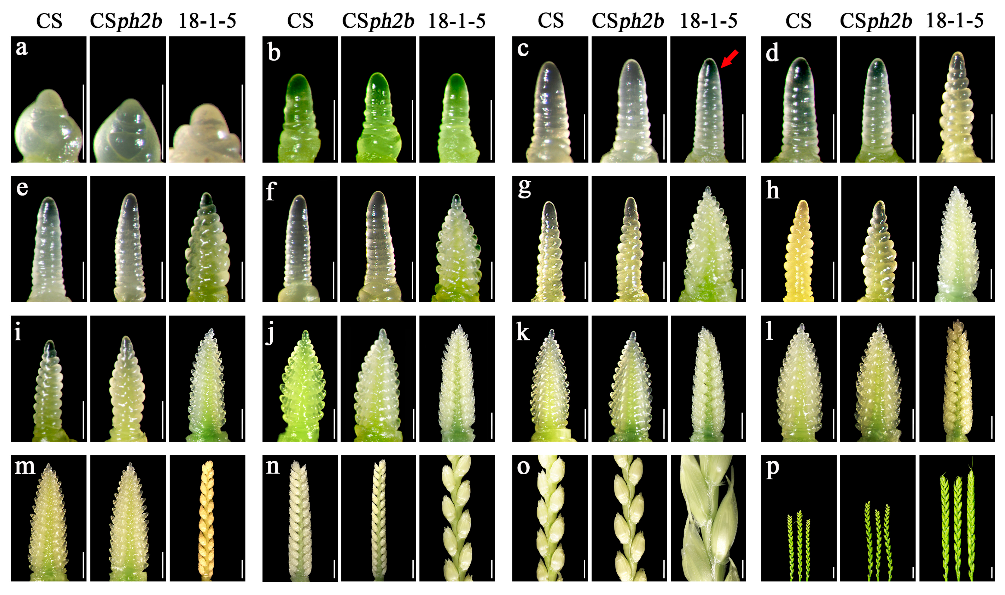 Plants 14 02077 g003