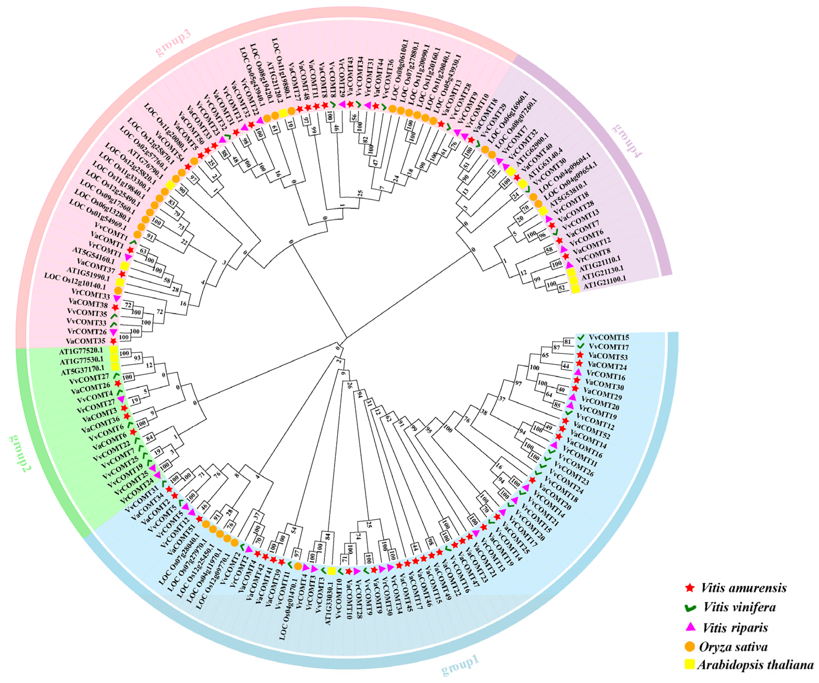 Plants 14 02079 g001
