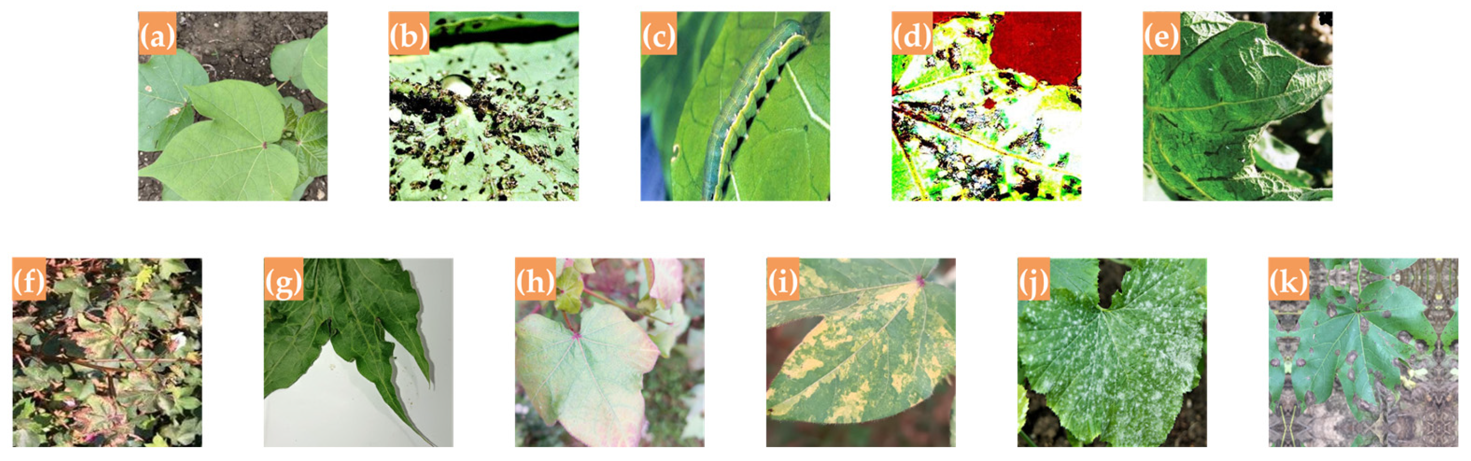 Plants 14 02082 g004