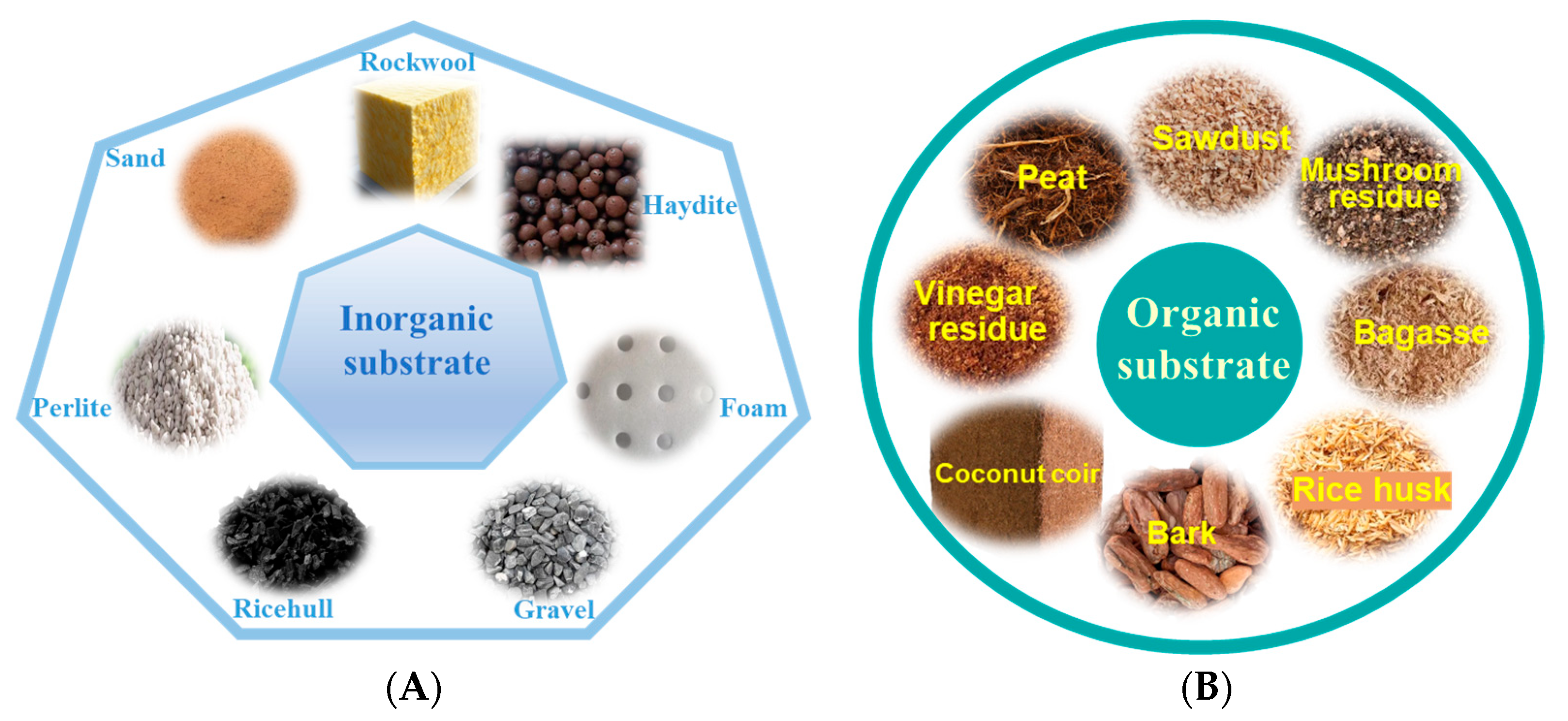 Plants 14 02203 g001