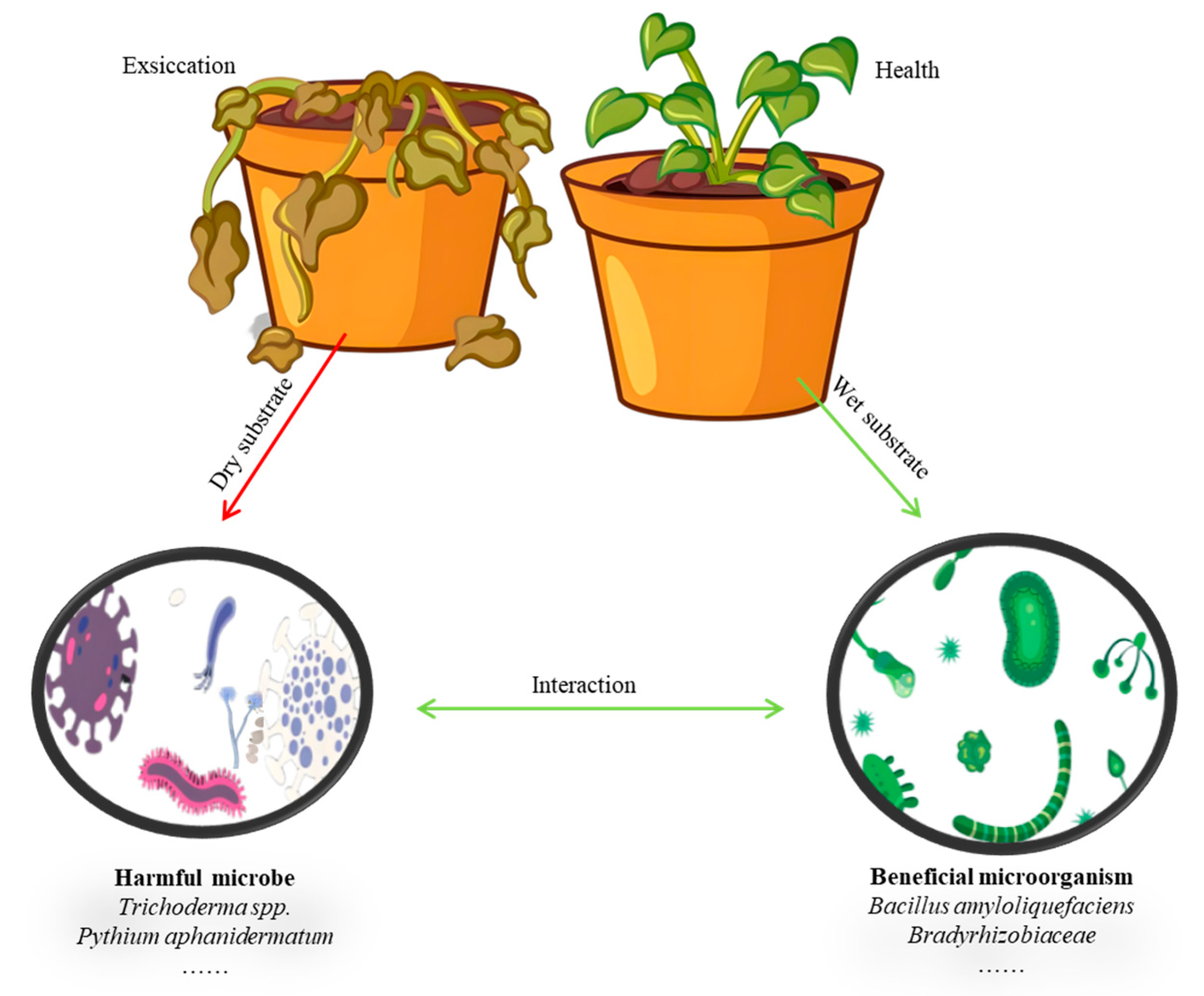 Plants 14 02203 g004