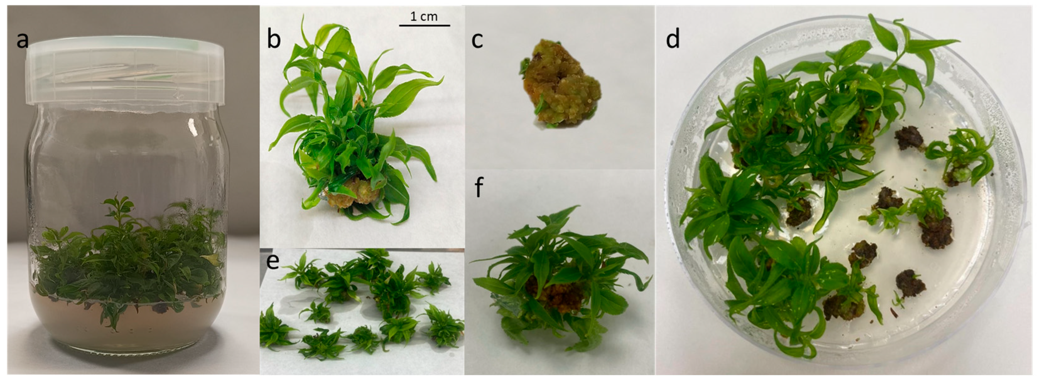 Plants 14 02230 g001