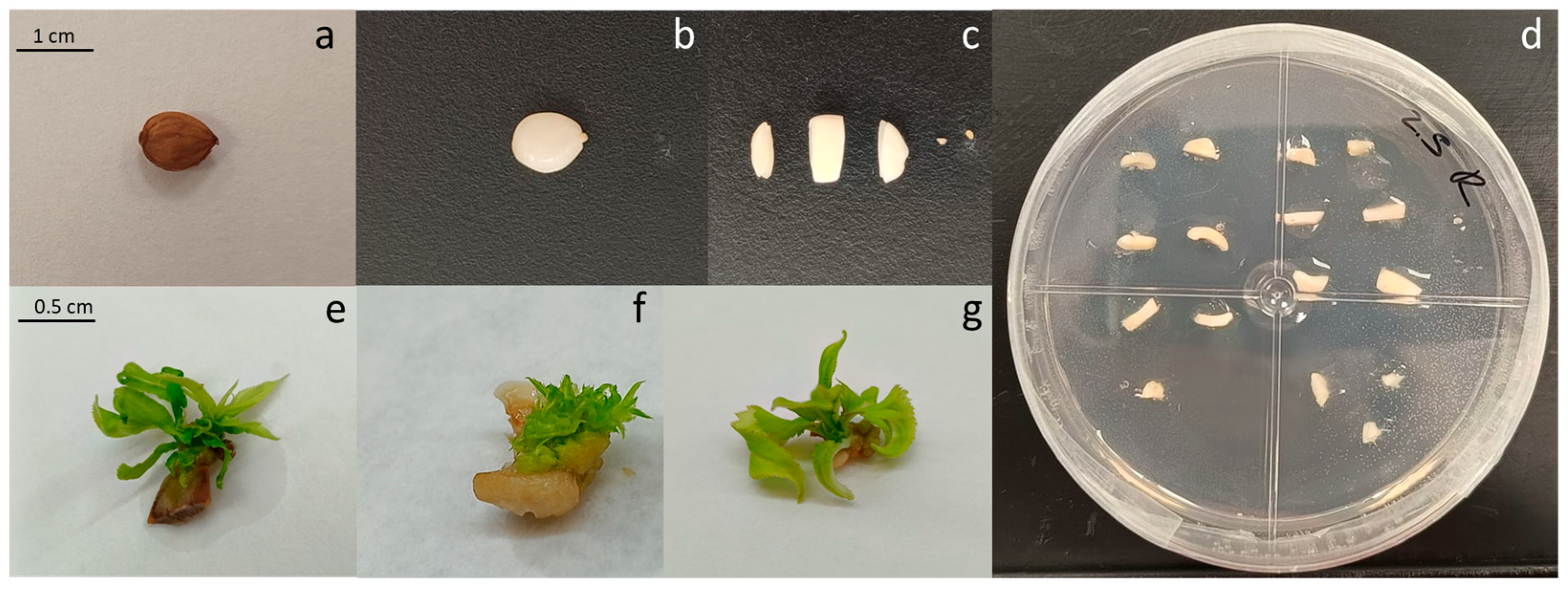 Plants 14 02230 g005