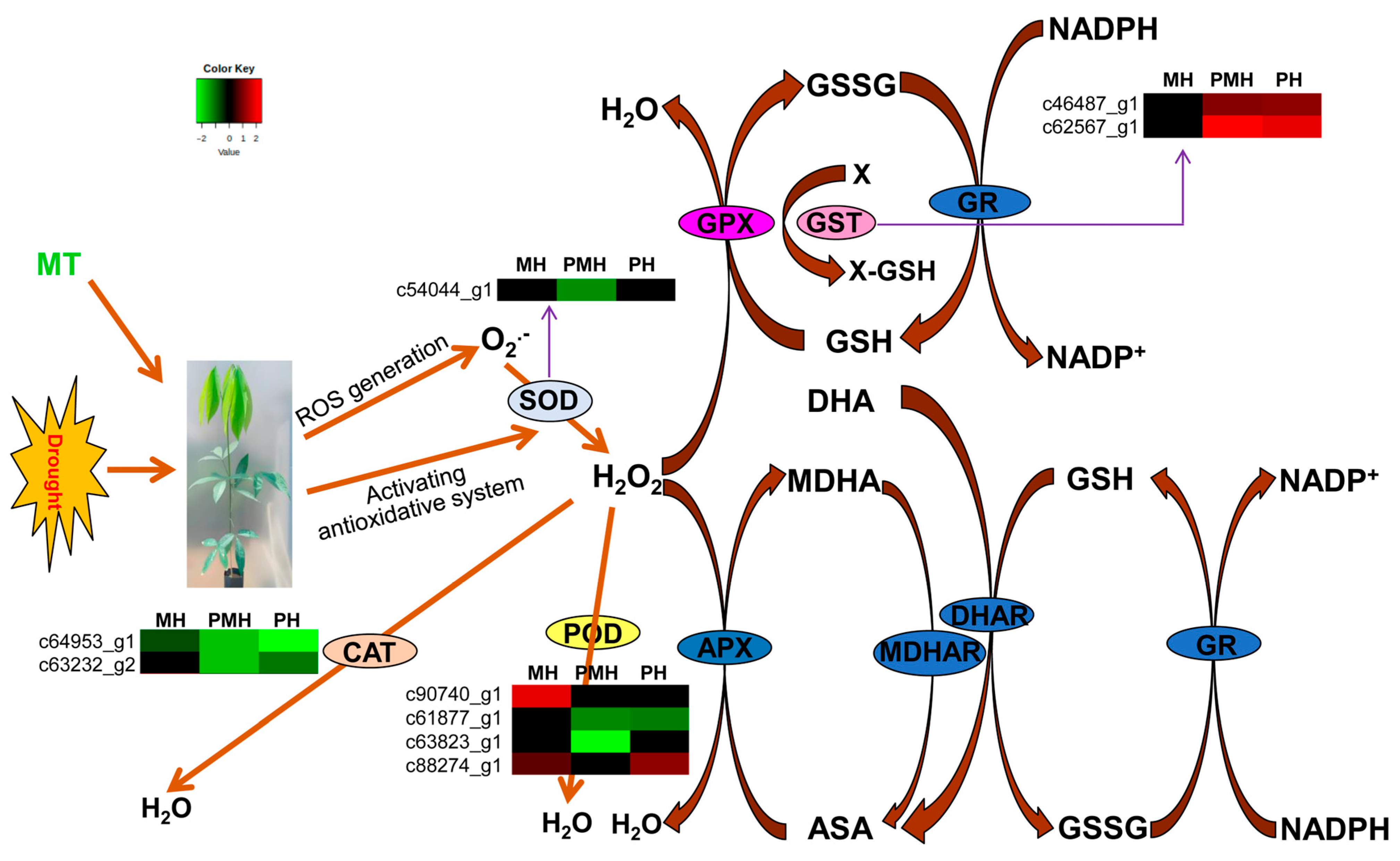 Plants 14 02243 g006