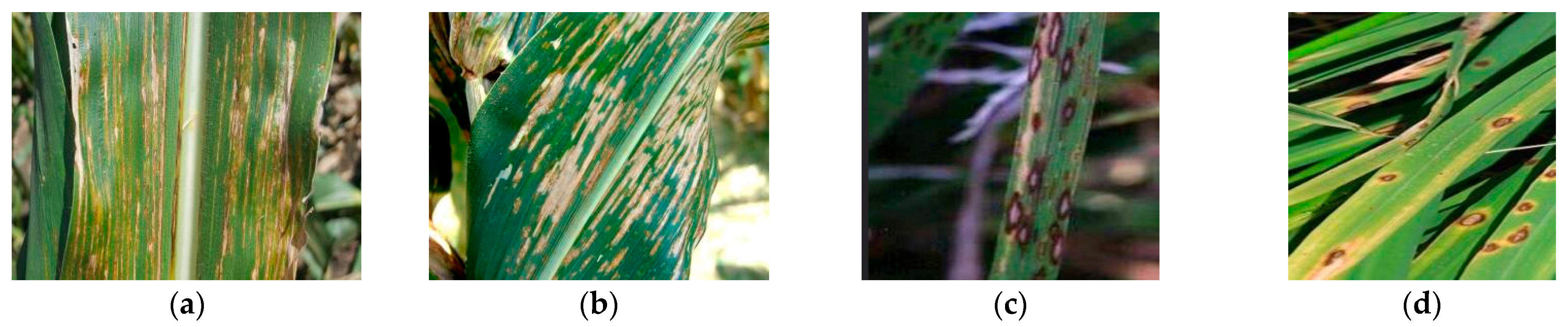 Plants 14 02252 g009