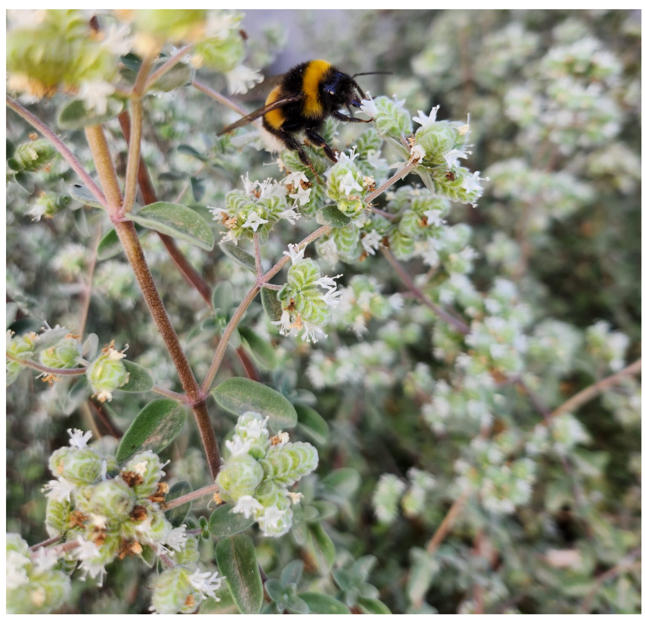 Plants 14 02264 g001