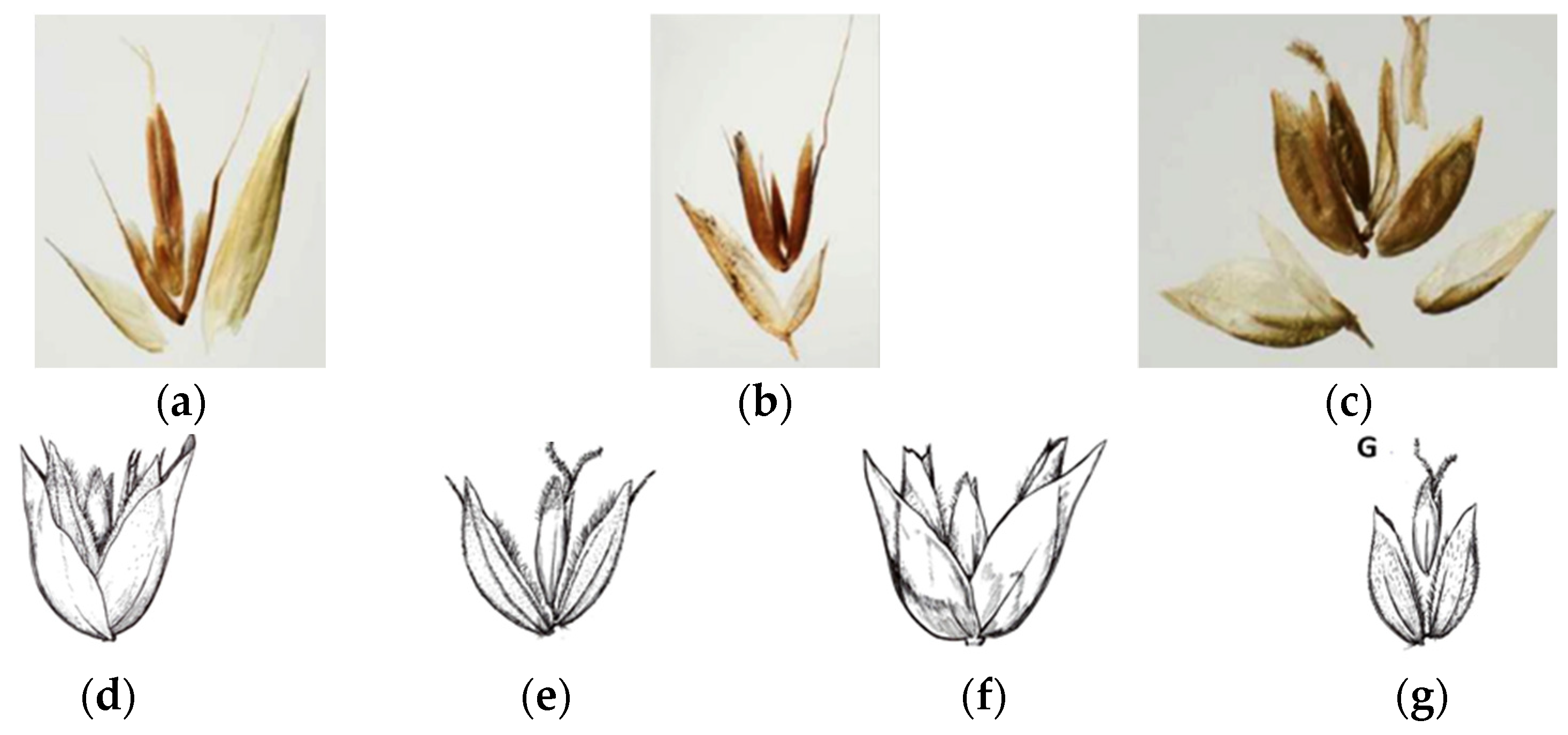 Plants 14 02270 g006