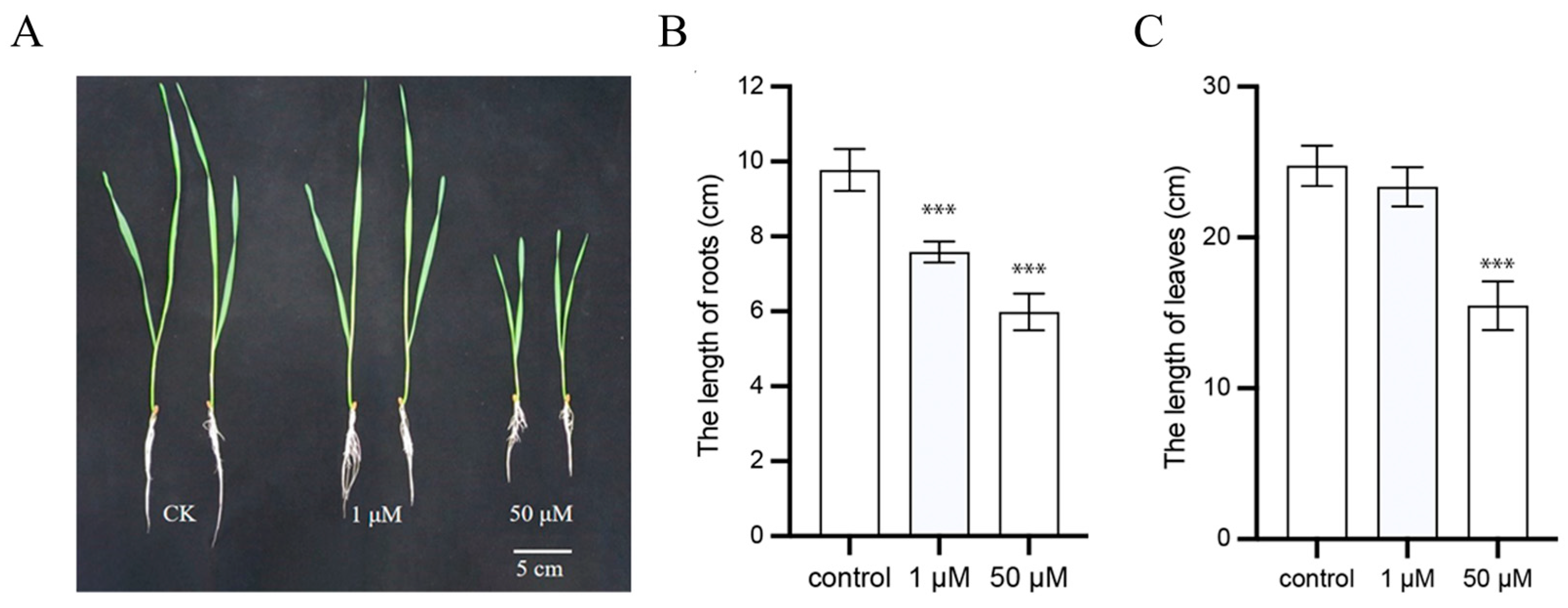 Plants 14 02277 g001