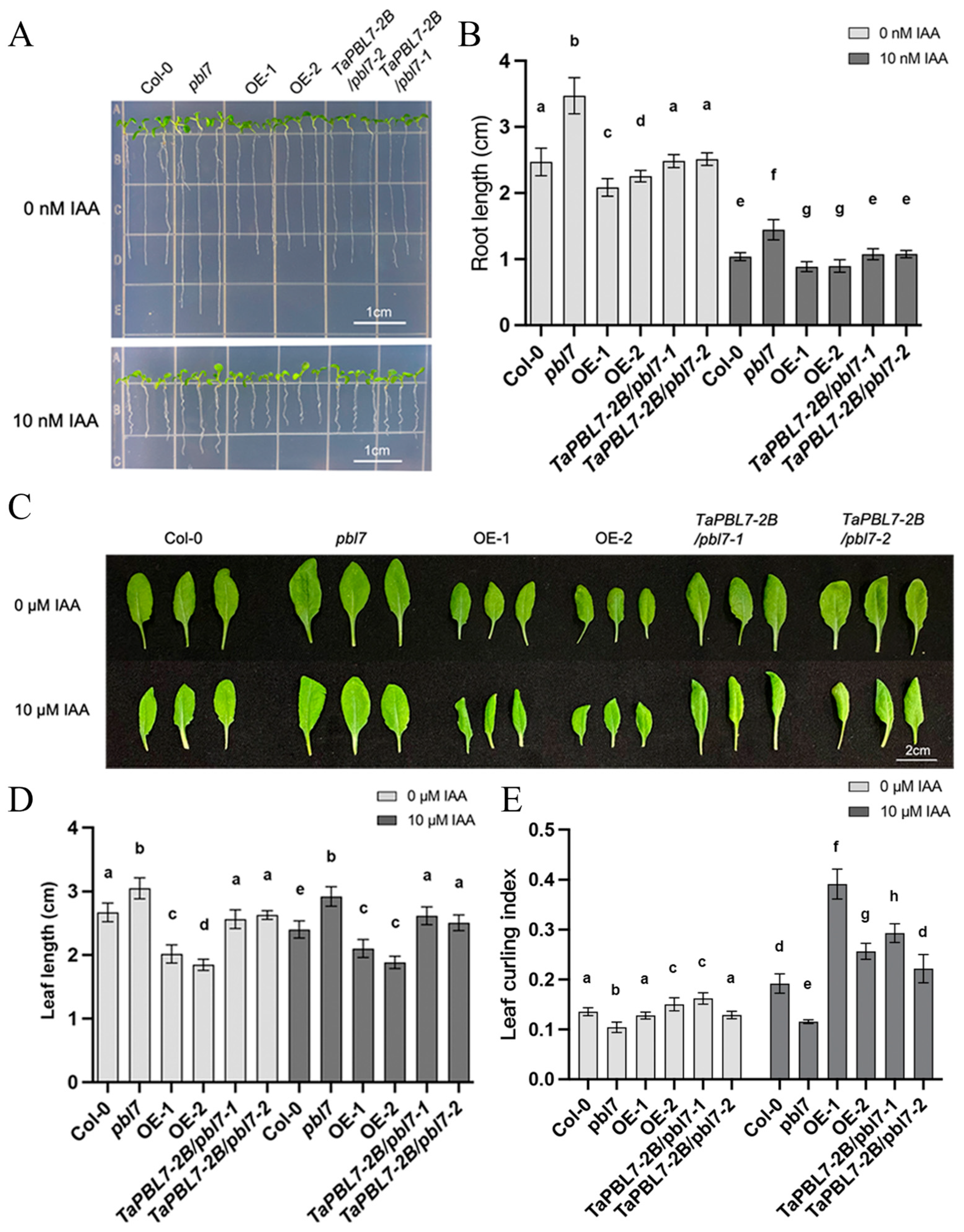 Plants 14 02277 g007