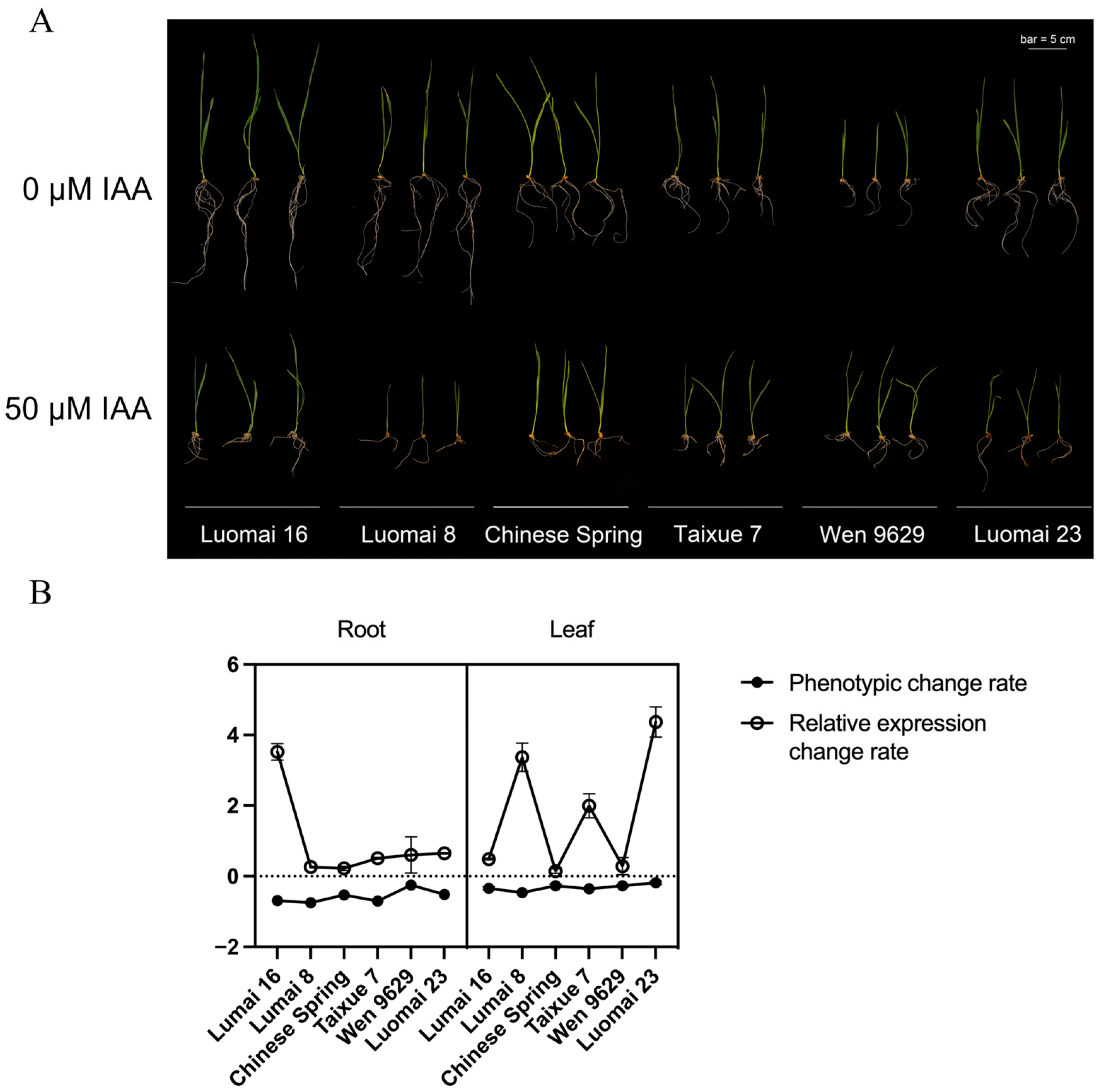 Plants 14 02277 g011