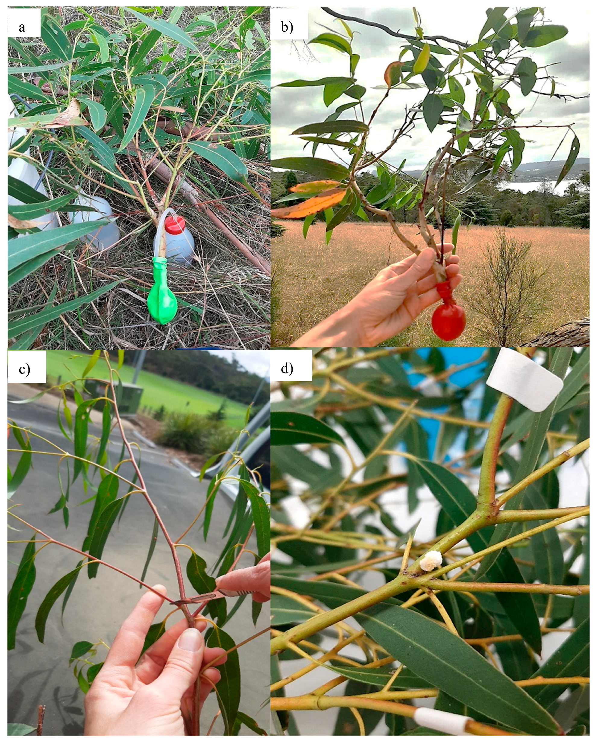 Plants 14 02294 g005