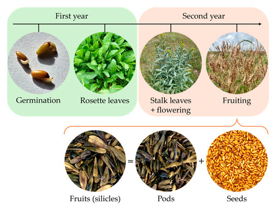 Plants 14 02304 g002