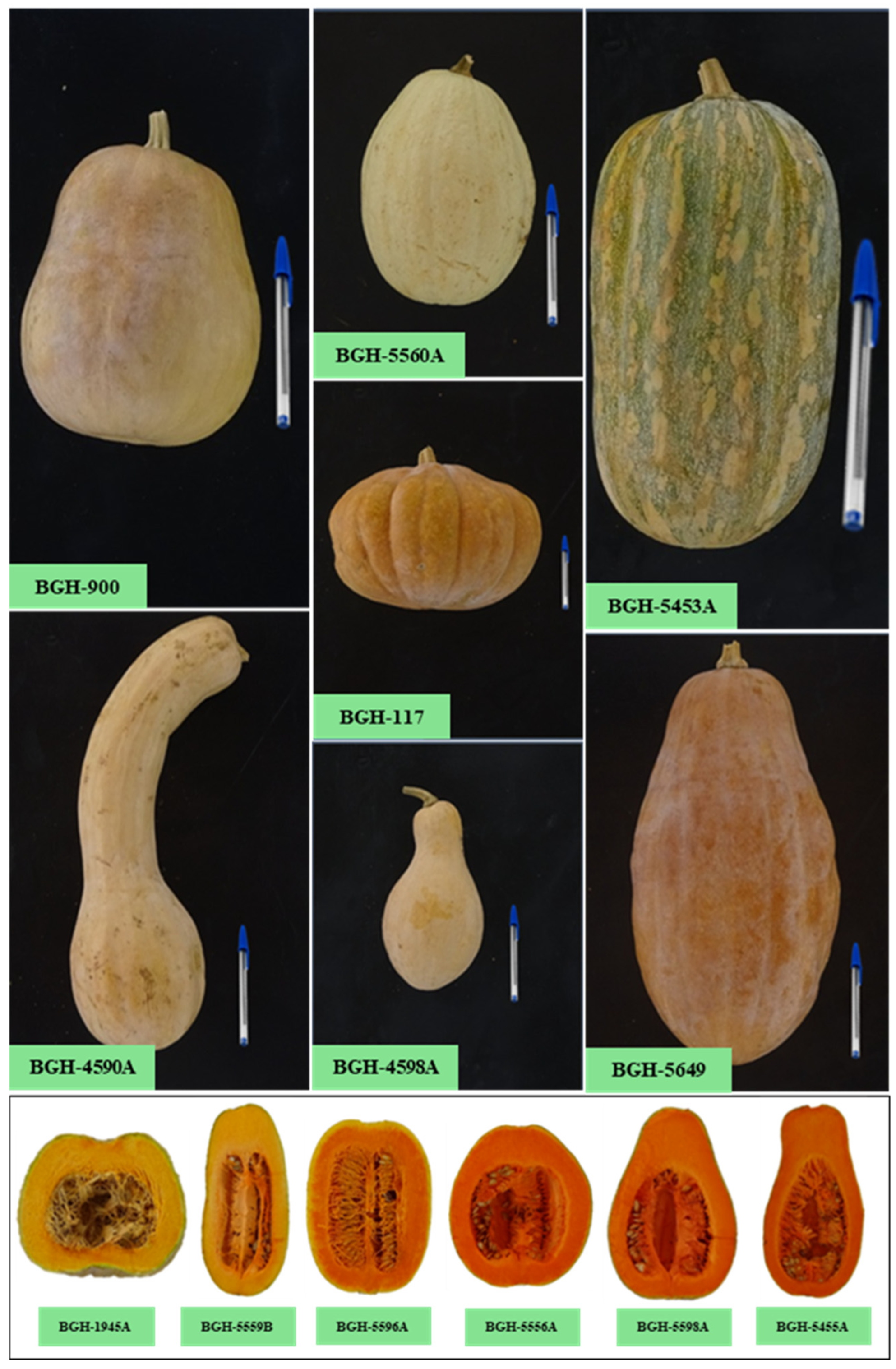 Plants 14 02317 g001