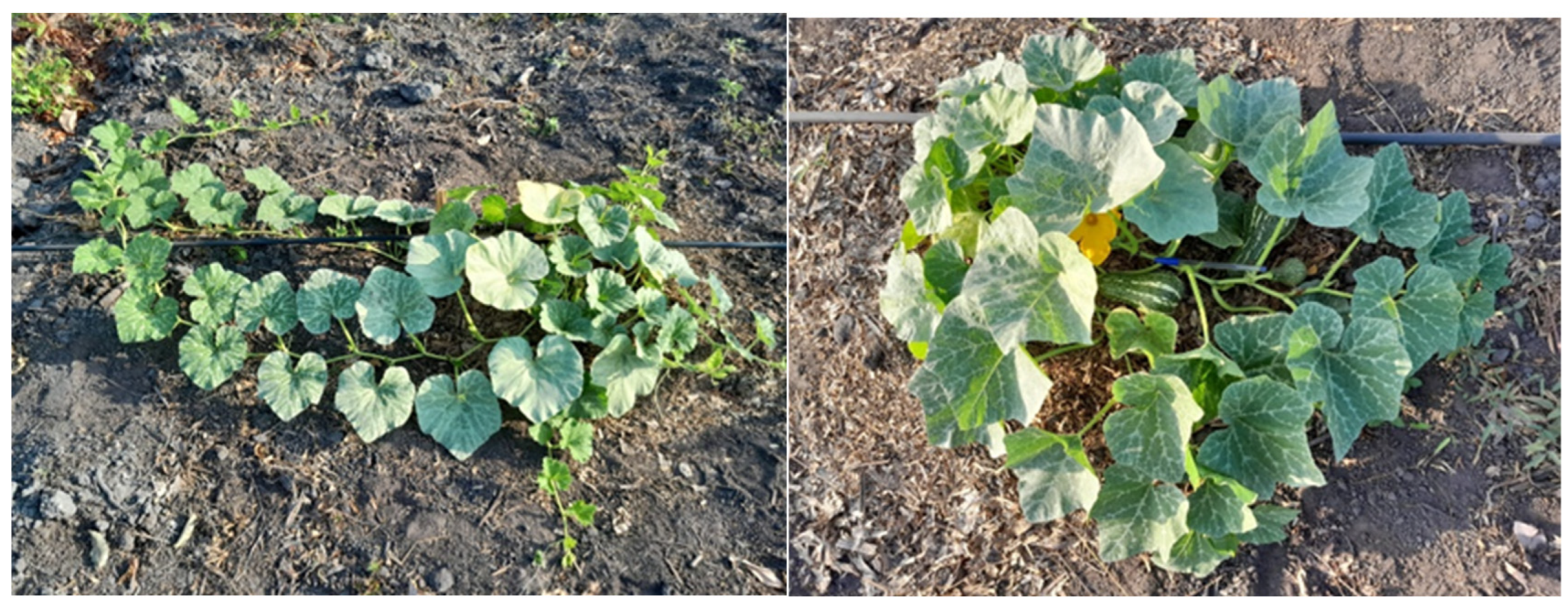 Plants 14 02317 g003