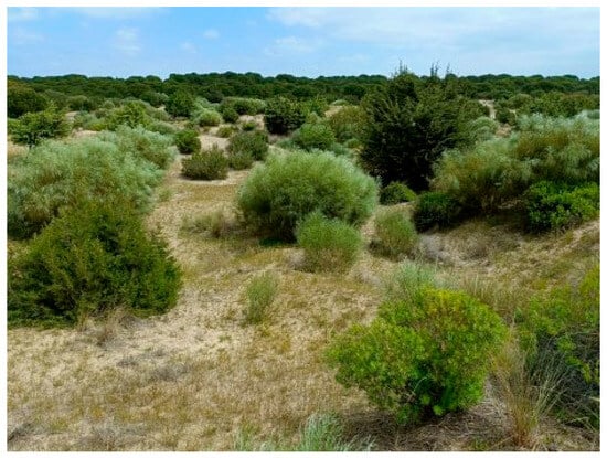 Plants 14 02342 g0a1