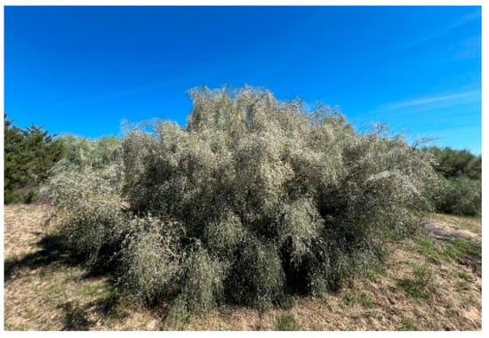Plants 14 02342 g0a2