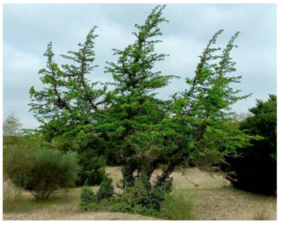 Plants 14 02342 g0a3