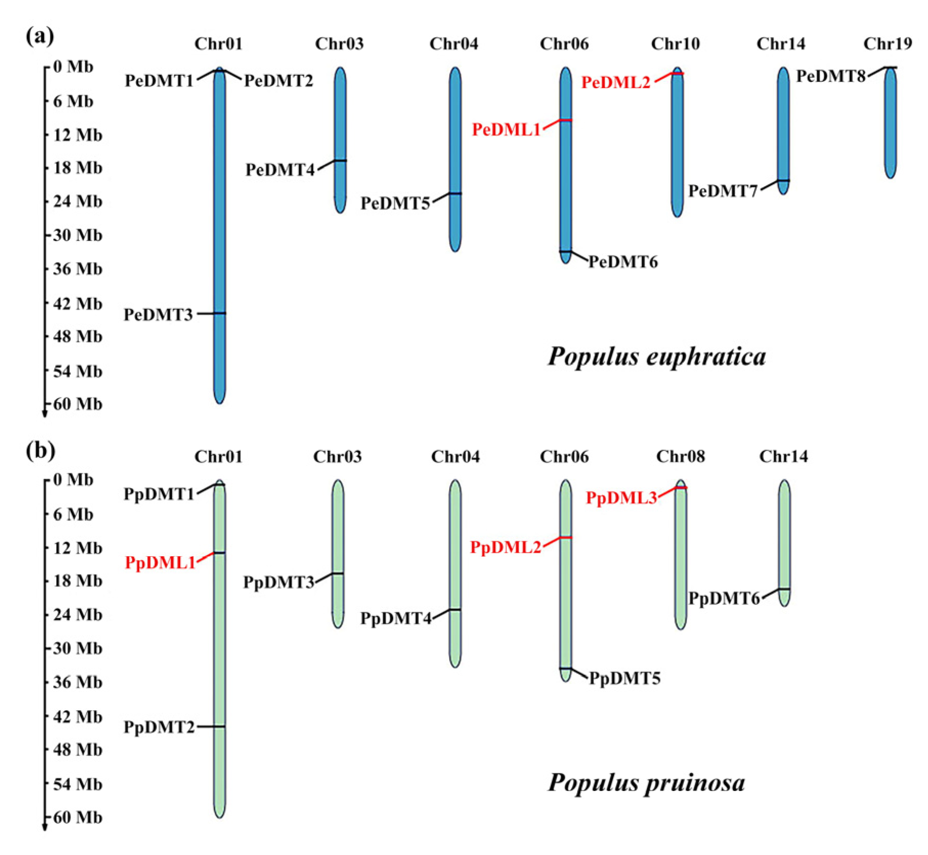 Plants 14 02370 g001