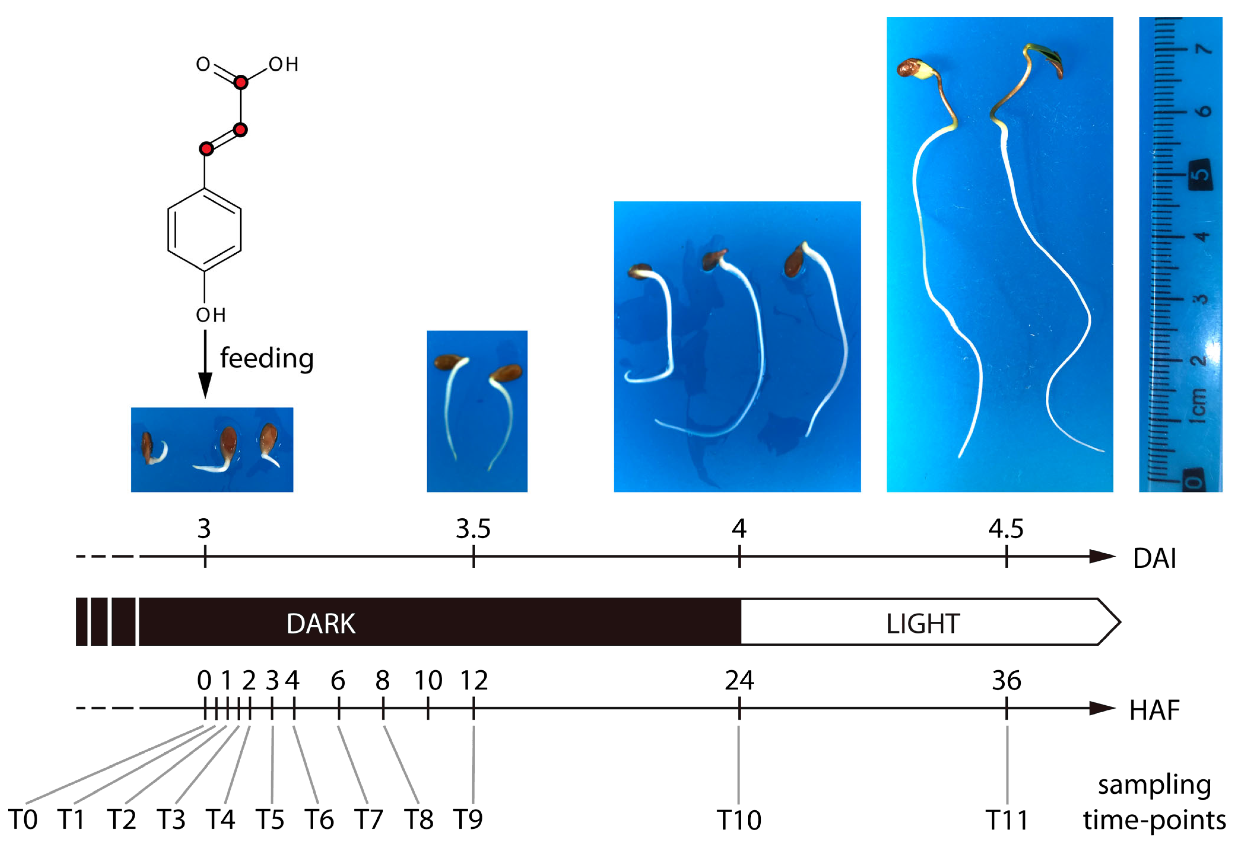 Plants 14 02371 g001