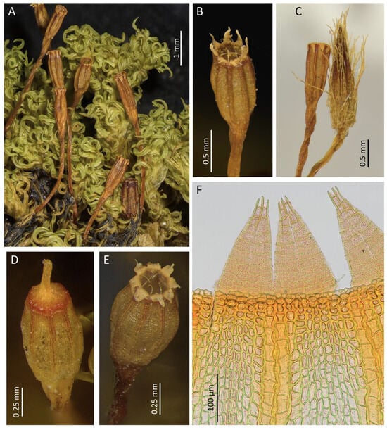 Plants 14 02373 g004