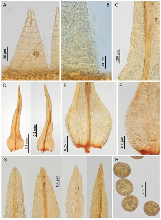 Plants 14 02373 g005