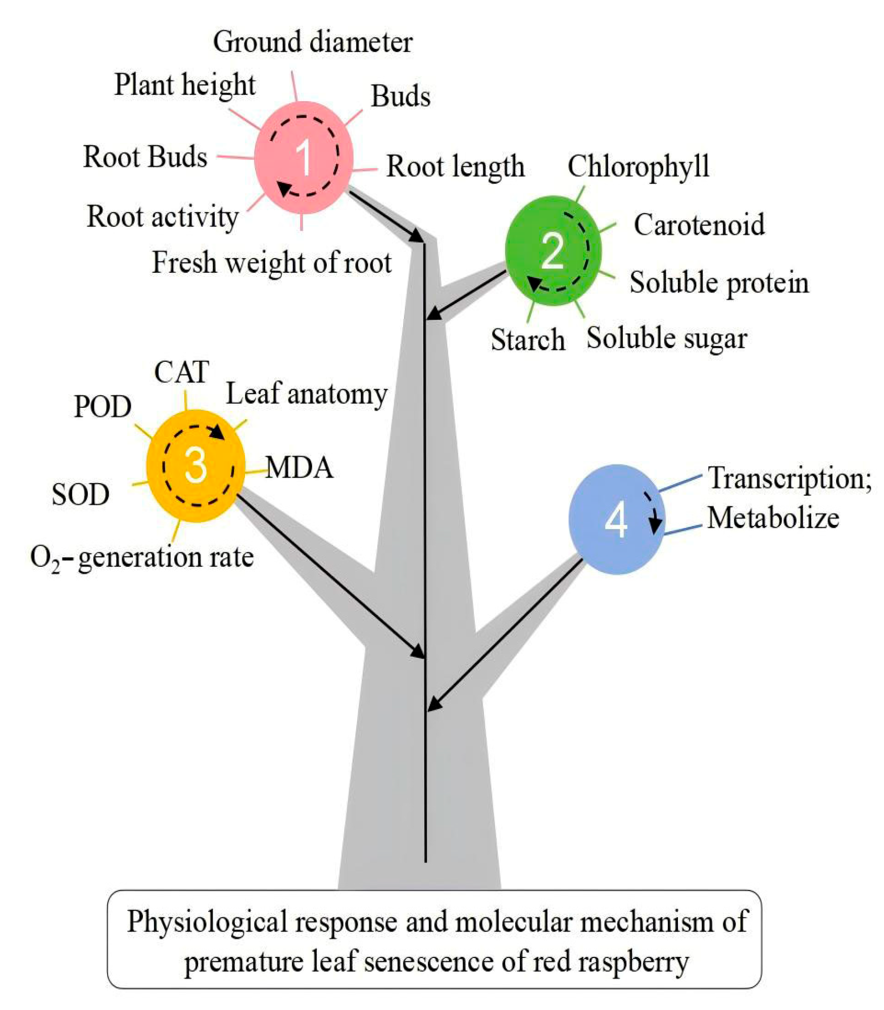 Plants 14 02388 g002