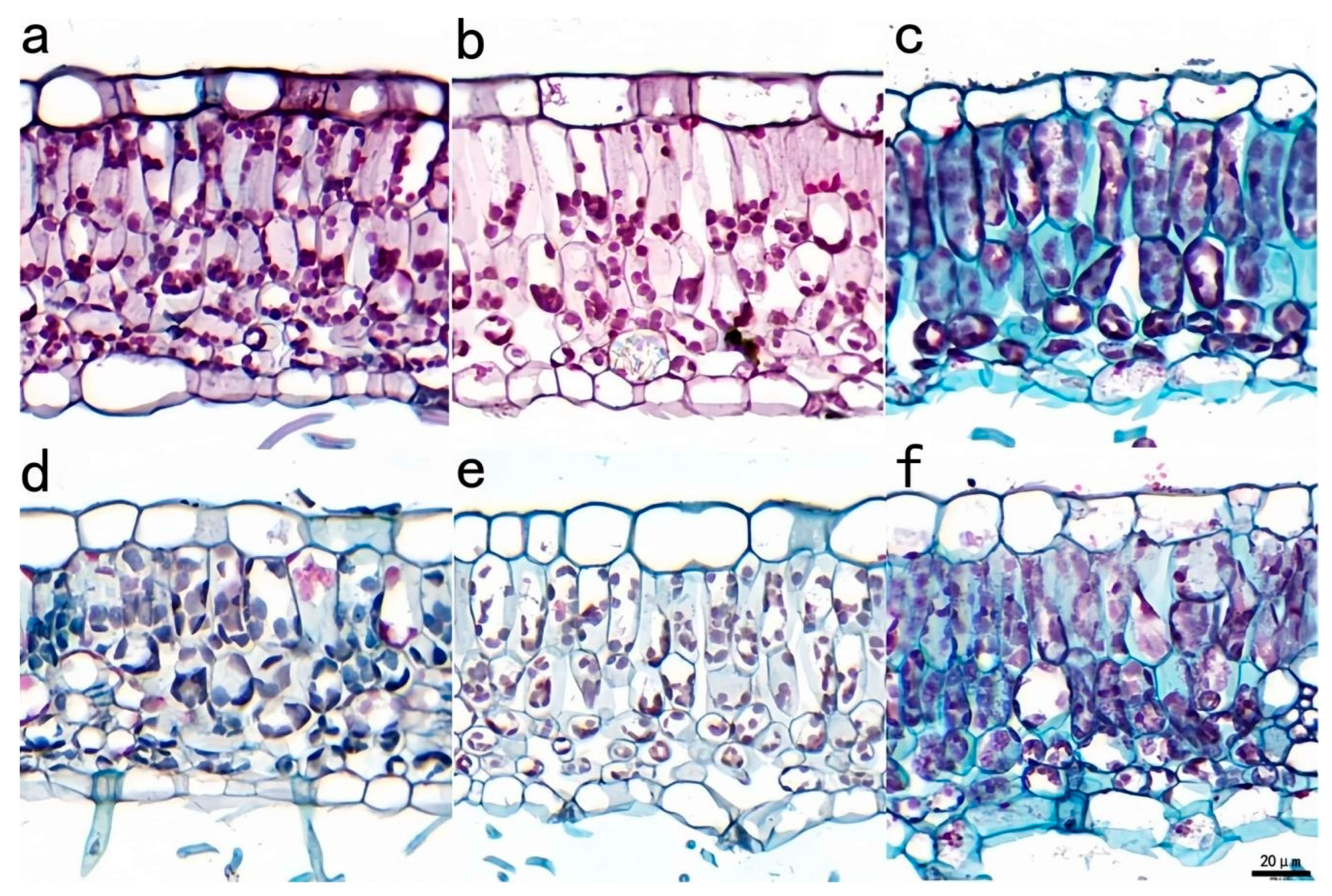 Plants 14 02388 g007