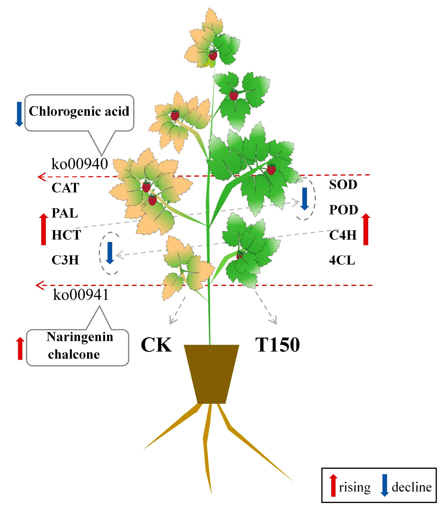 Plants 14 02388 g014
