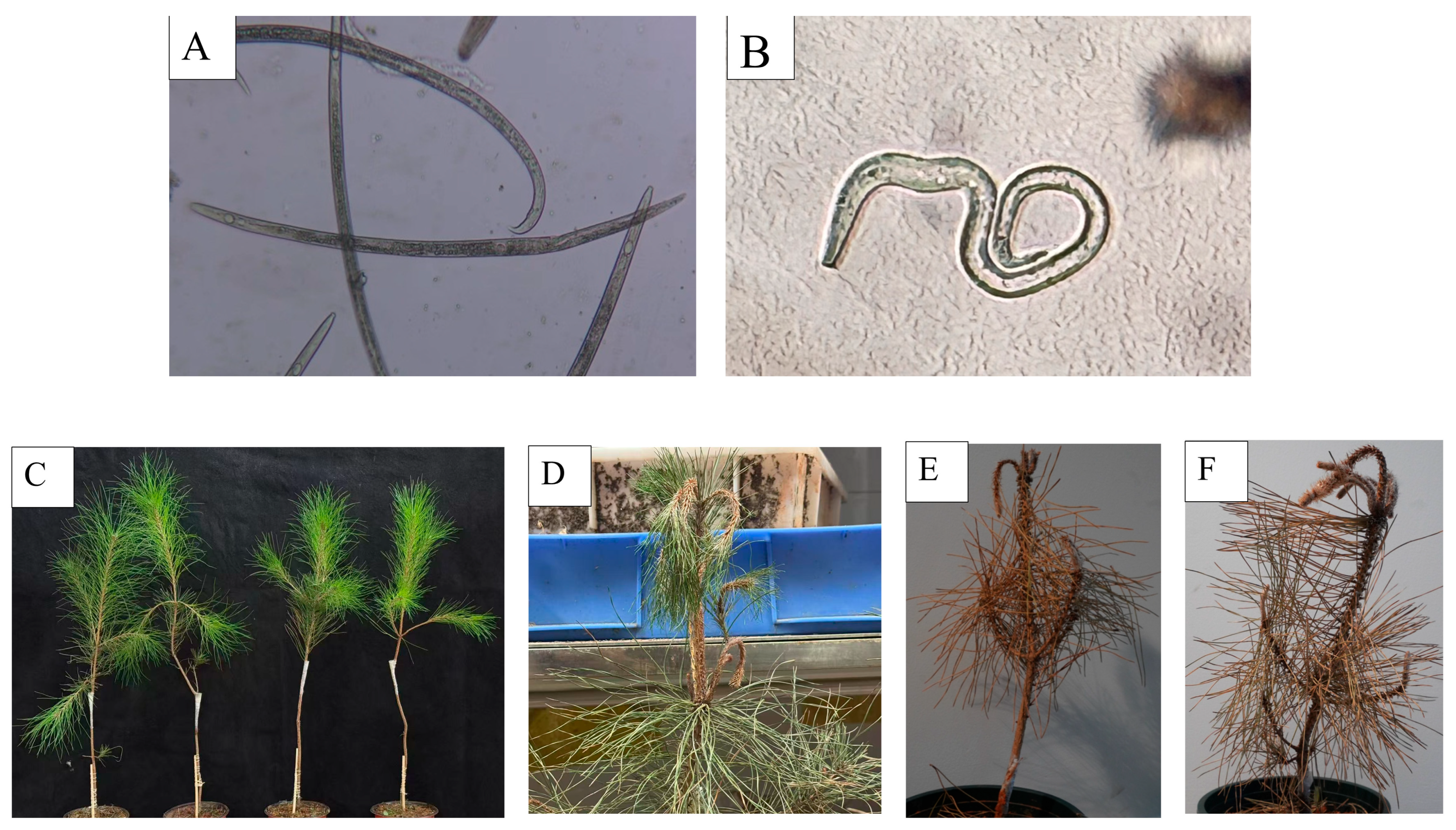 Plants 14 02399 g005