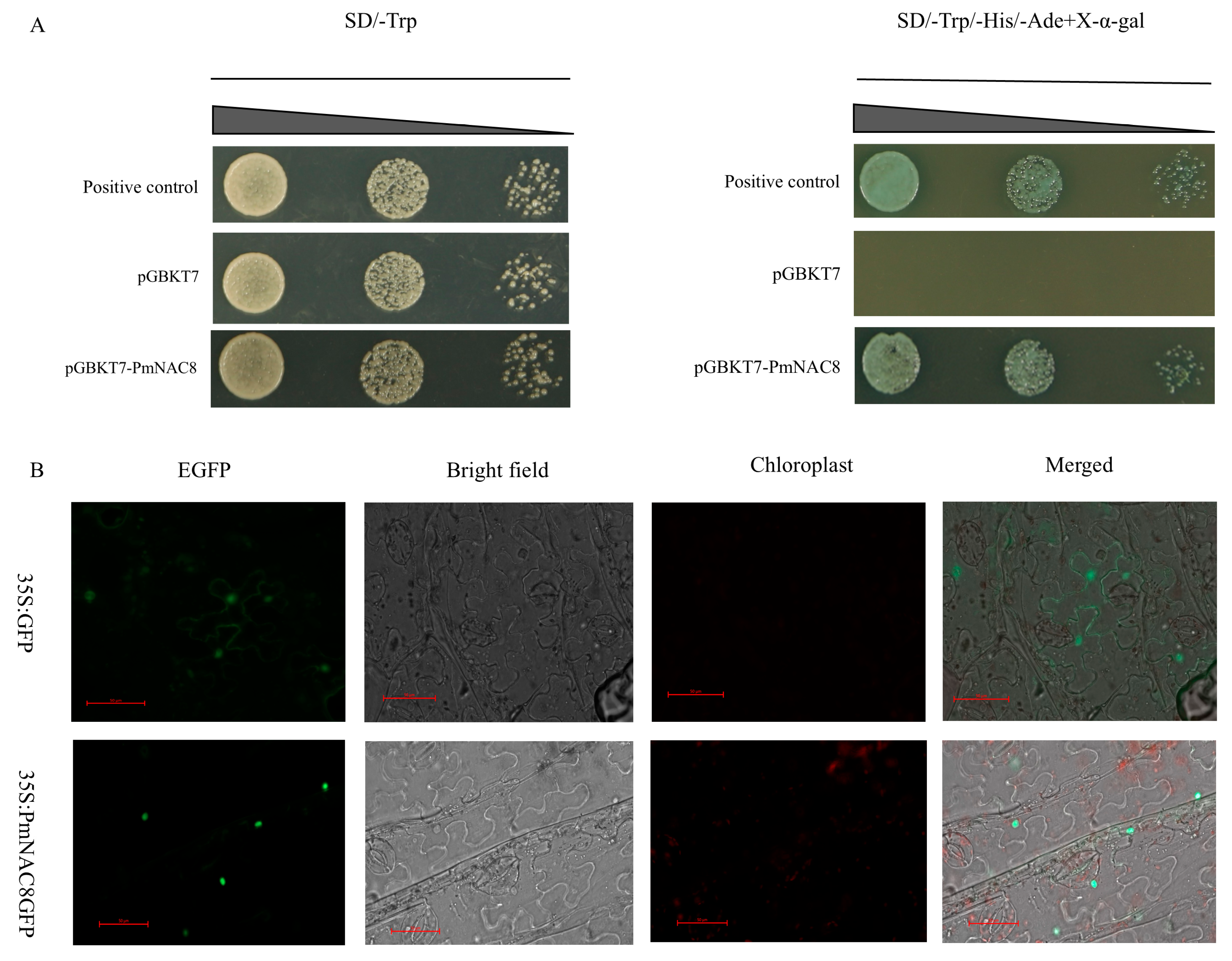 Plants 14 02399 g008
