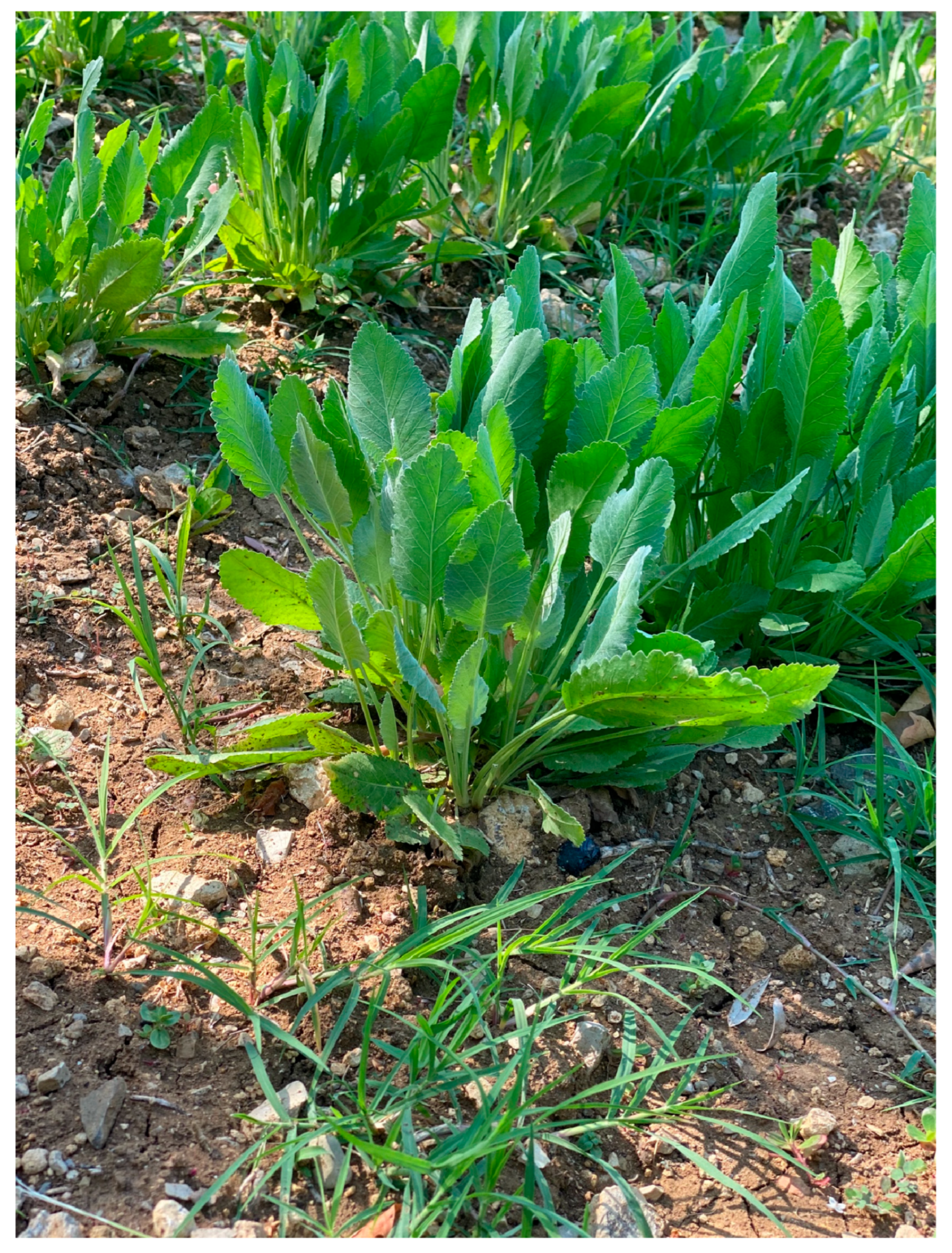 Plants 14 02406 g001