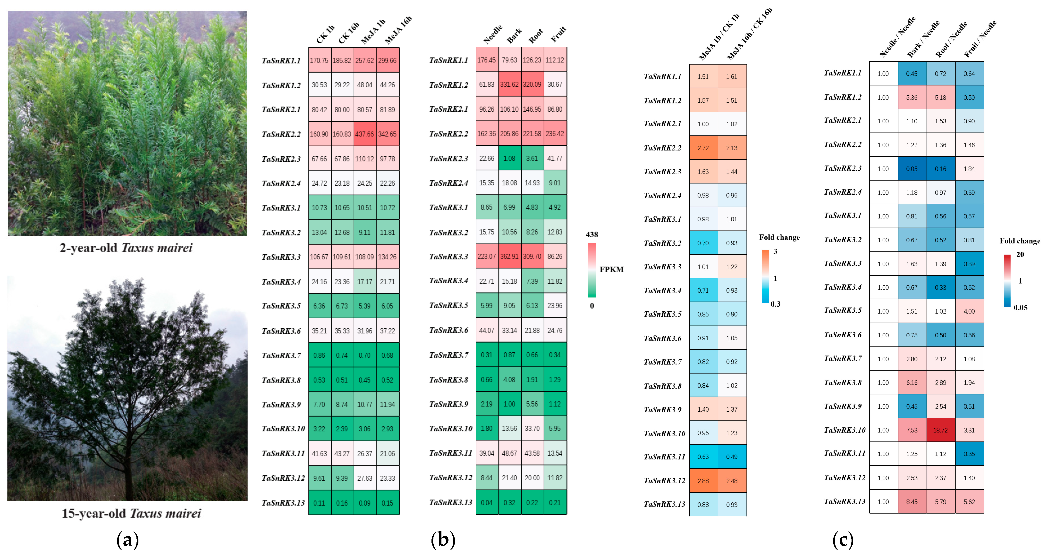 Plants 14 02410 g002