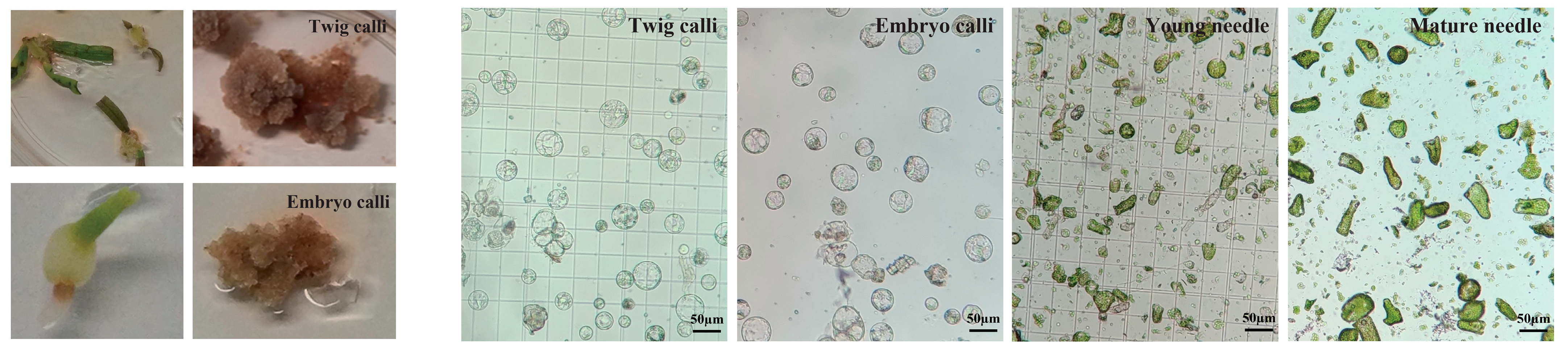 Plants 14 02410 g007