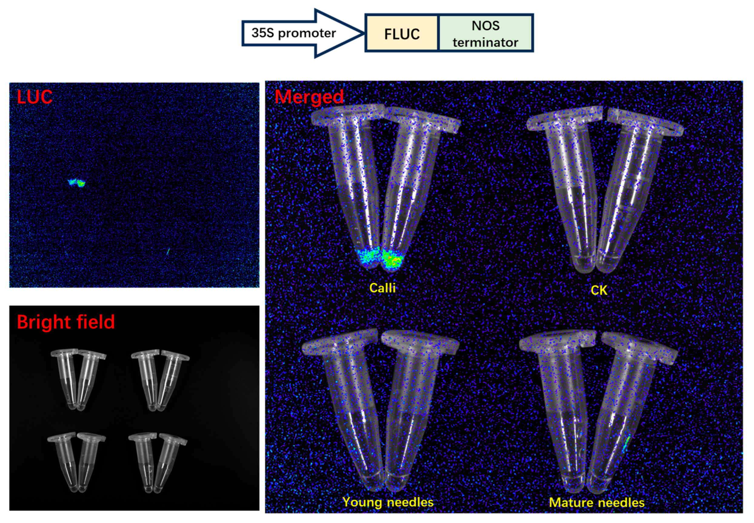 Plants 14 02410 g008
