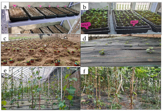 Plants 14 02415 g0a1