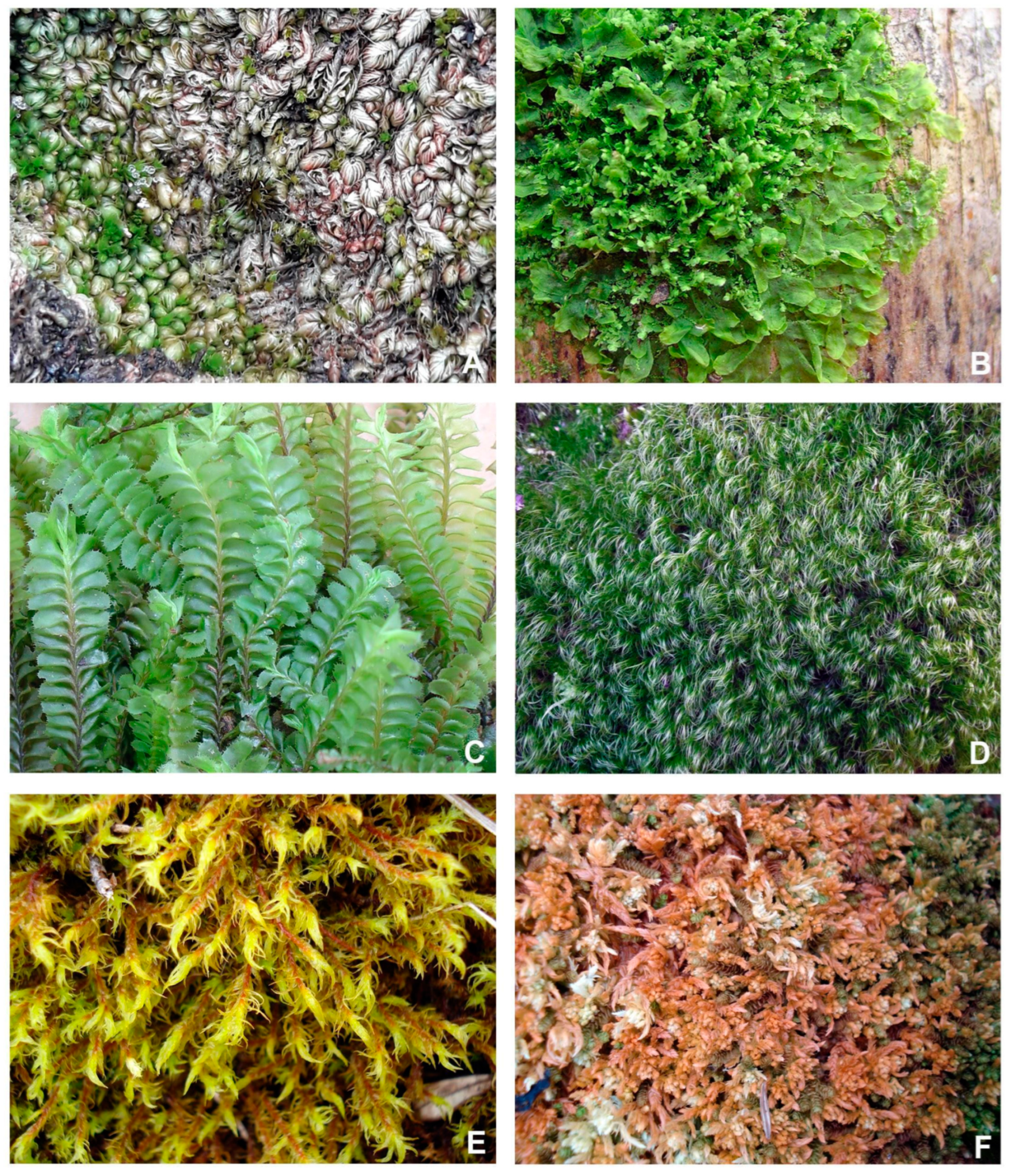 Plants 14 02419 g002